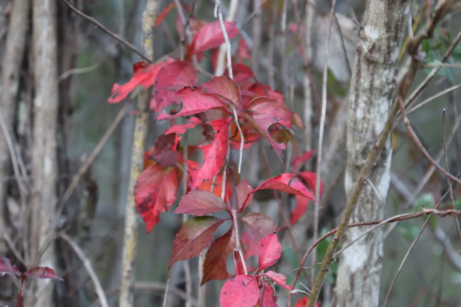 Virginia Creeper (Parthenocissus Quinquefolia) — is tolerant of a range of soil types