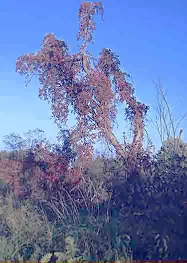 Virginia Creeper (Parthenocissus Quinquefolia) — this vine can reach impressive heights of up to 30 to 50 feet; which are not edible for humans but are