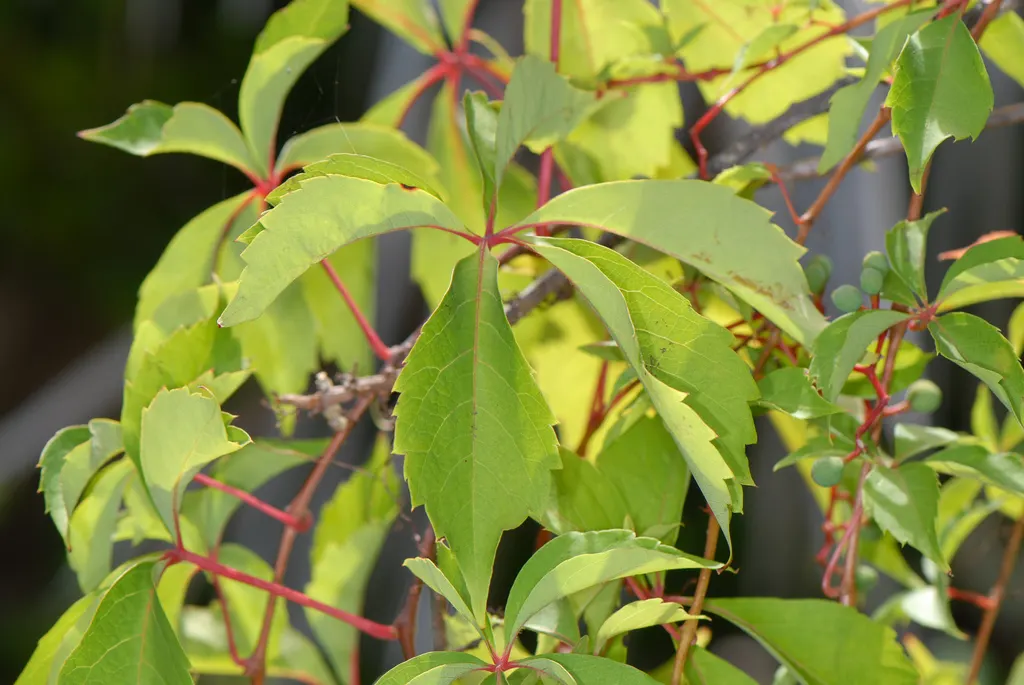 Virginia Creeper (Parthenocissus Quinquefolia) — each typically measuring 2 to 6 inches long