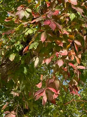 Virginia Creeper (Parthenocissus Quinquefolia) — green and white flowers in the garden; perfect for adding a touch of wilderness to any garden, image 102