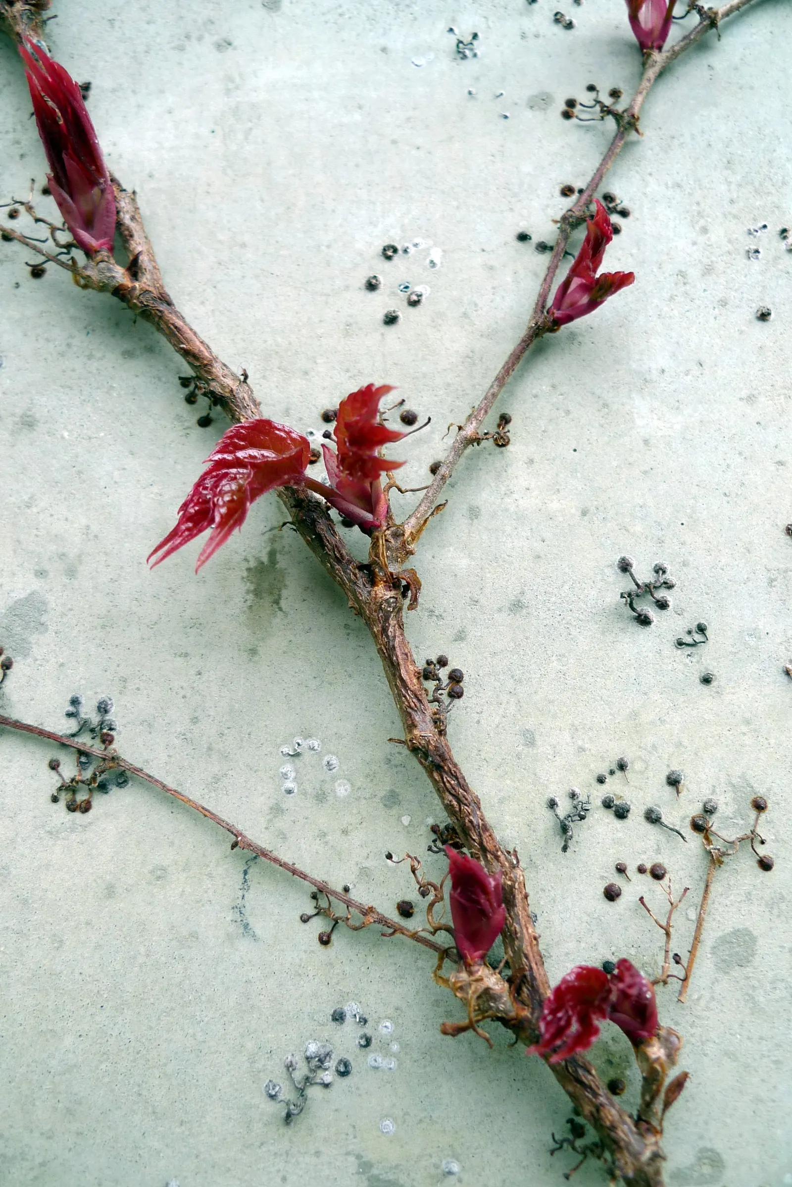 Virginia Creeper (Parthenocissus Quinquefolia) — Small, inconspicuous green flowers give way to bluish-black berries