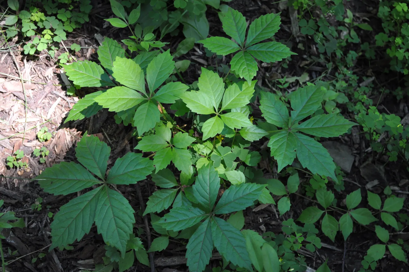 Virginia Creeper (Parthenocissus Quinquefolia) — It flaunts palmate leaves with five leaflets and turns a striking red in fall; this vine can reach, image 106