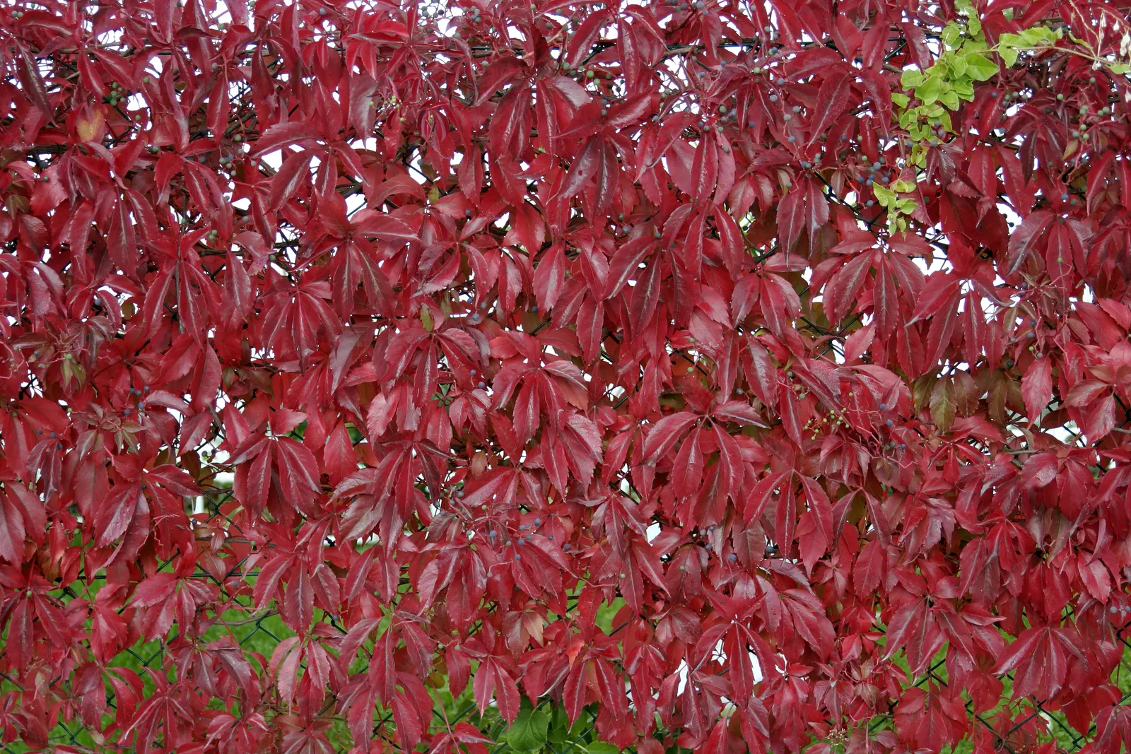 Virginia Creeper (Parthenocissus Quinquefolia) — incorporate this vine as a cover for trellises; ground cover / vine for full or half or shade, image 71