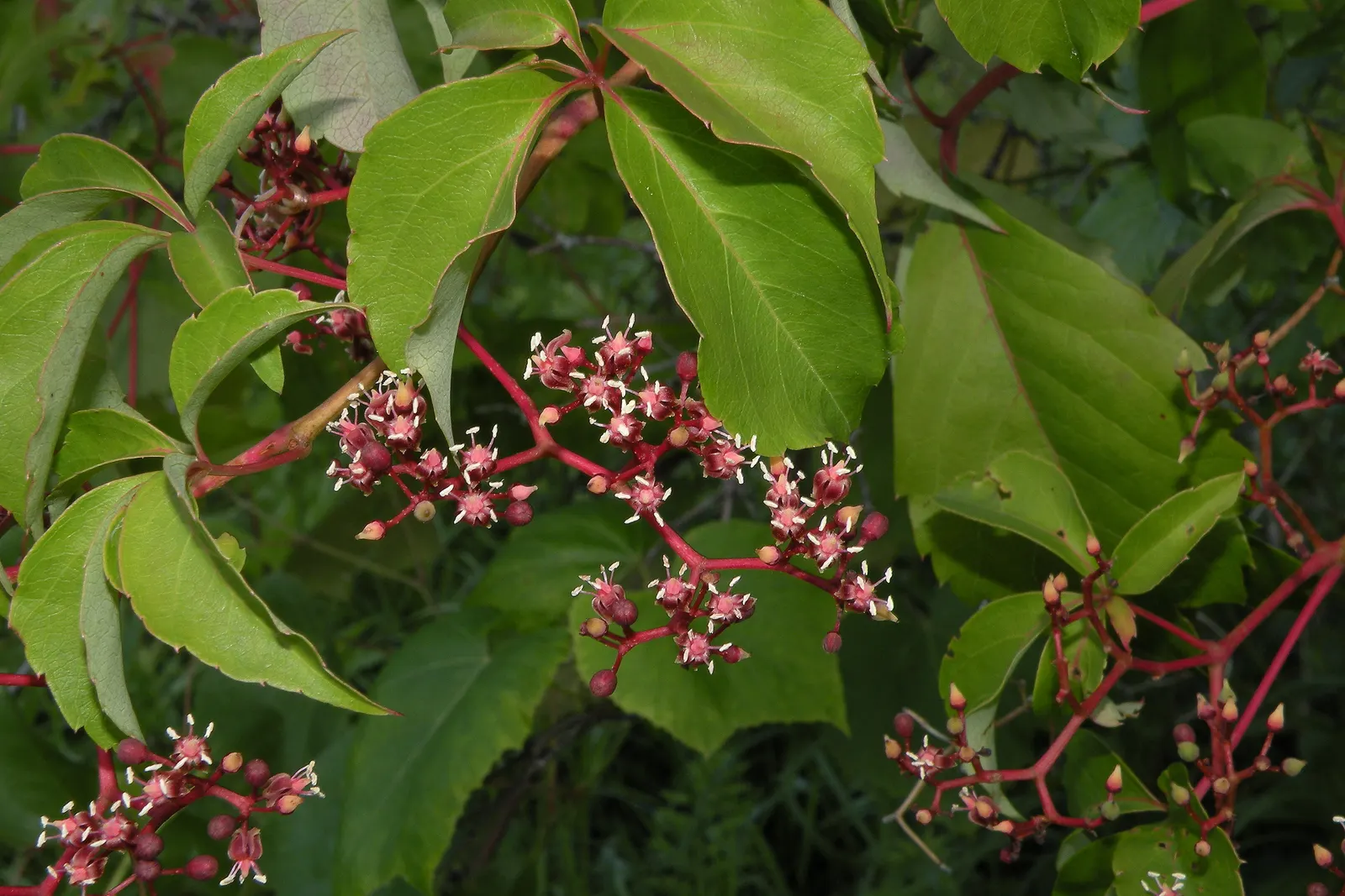 Virginia Creeper (Parthenocissus Quinquefolia) — providing a lush green in summer and vivid red in autumn