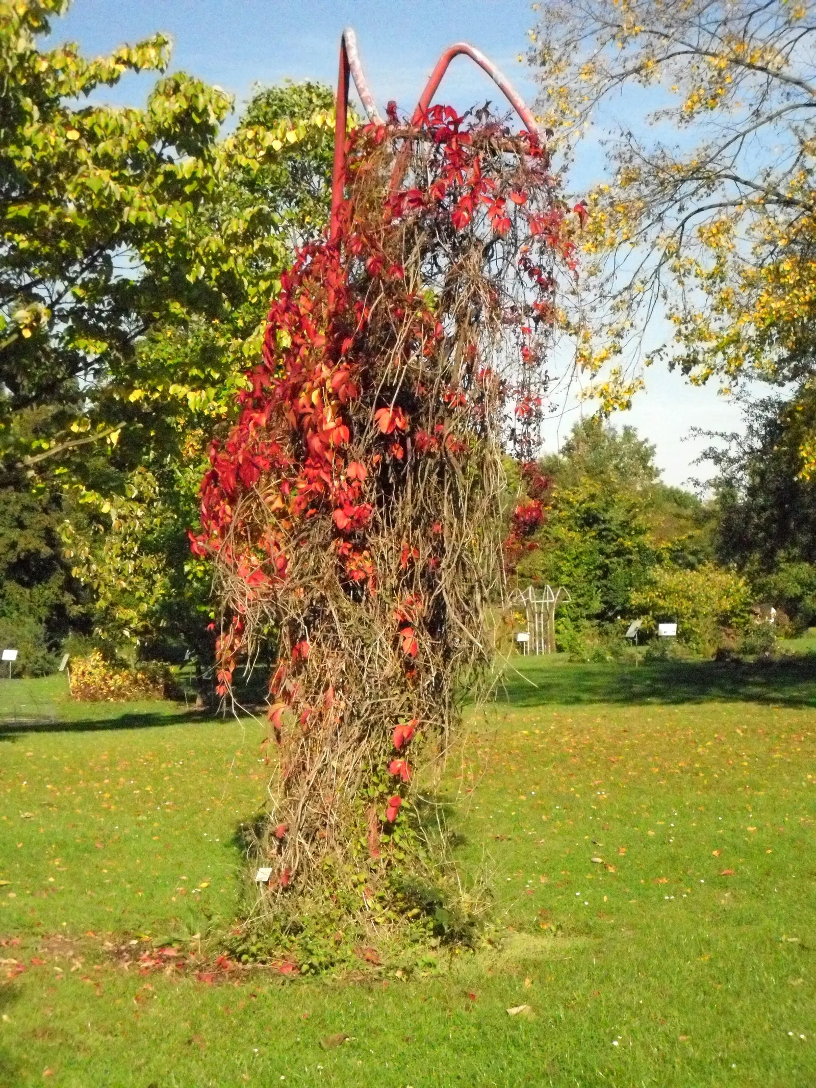 Virginia Creeper (Parthenocissus Quinquefolia) — emerge a glossy green in spring and mature to a beautiful display of reds; assuming a climbing, image 91