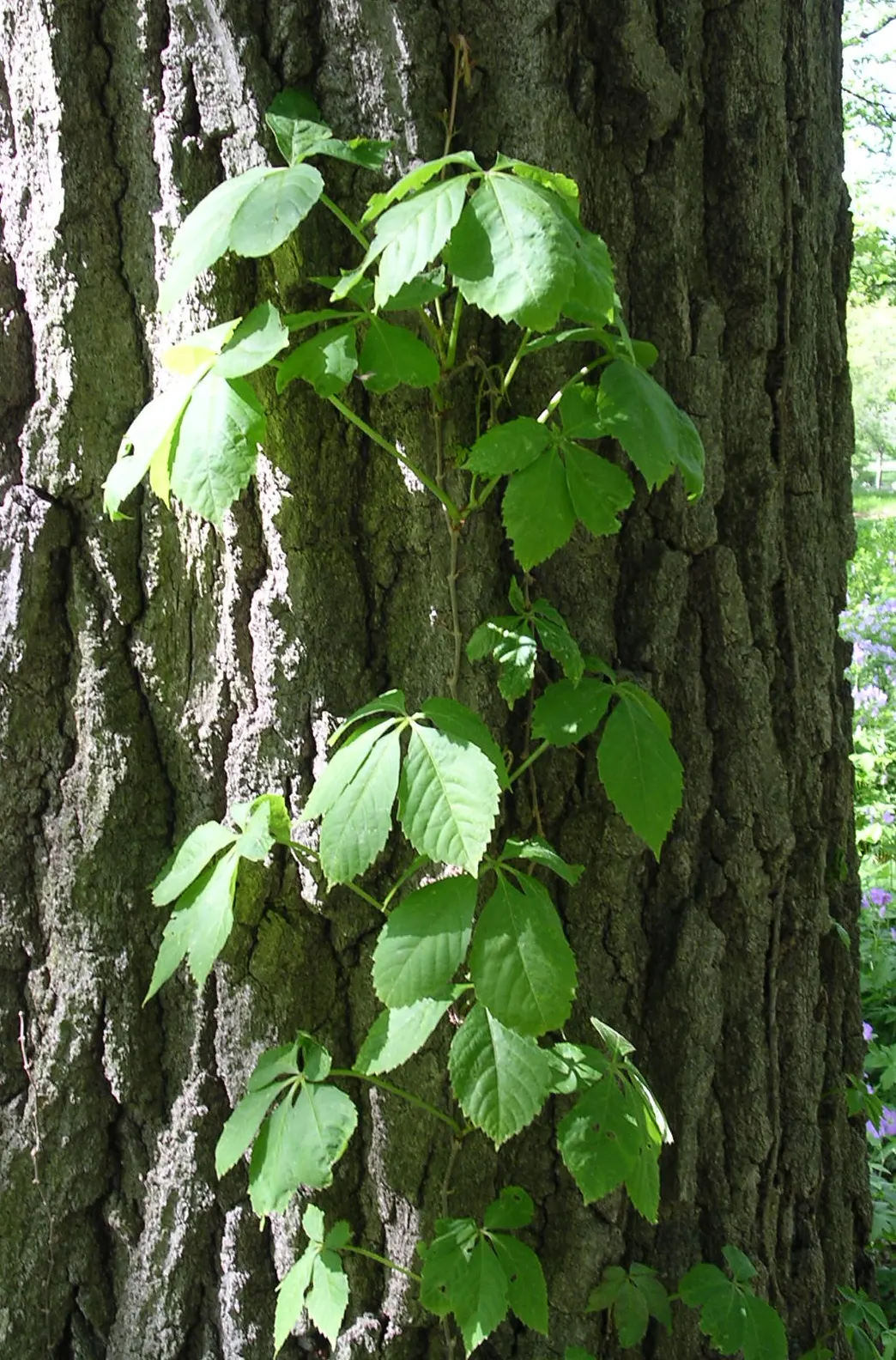 Virginia Creeper (Parthenocissus Quinquefolia) — is a versatile and hardy deciduous vine native to Eastern and Central North America; virginia, image 60
