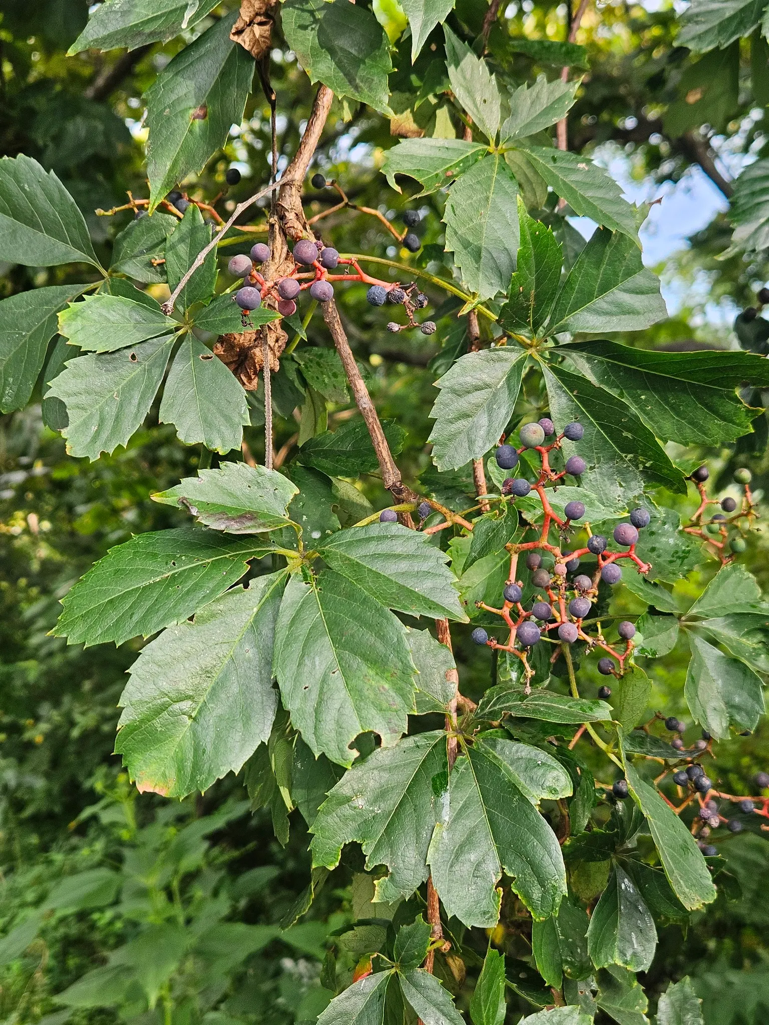 Virginia Creeper (Parthenocissus Quinquefolia) — each typically measuring 2 to 6 inches long; small, inconspicuous green flowers give way to, image 90