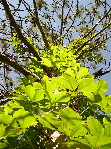 Virginia Creeper (Parthenocissus Quinquefolia) — Assuming a climbing habit; is tolerant of a range of soil types