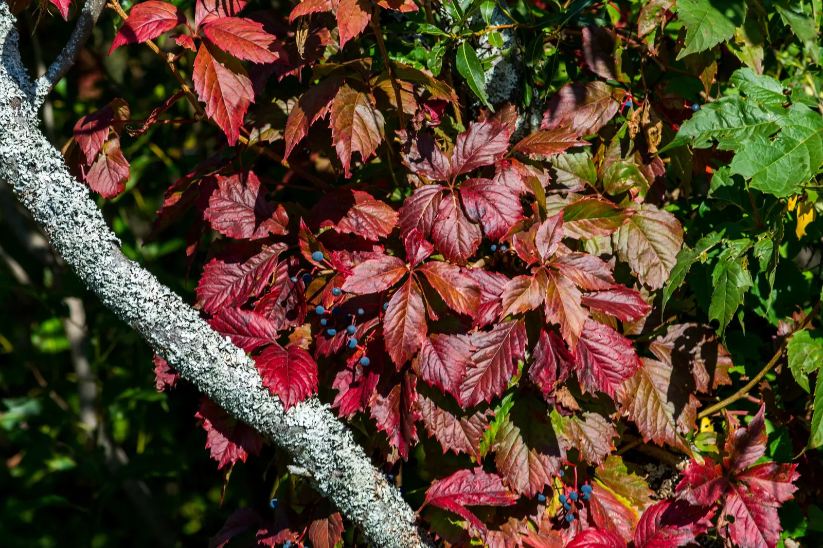 Virginia Creeper (Parthenocissus Quinquefolia) — offering seasonal interest to your landscape.<br><br>This plant thrives in full sun to full shade