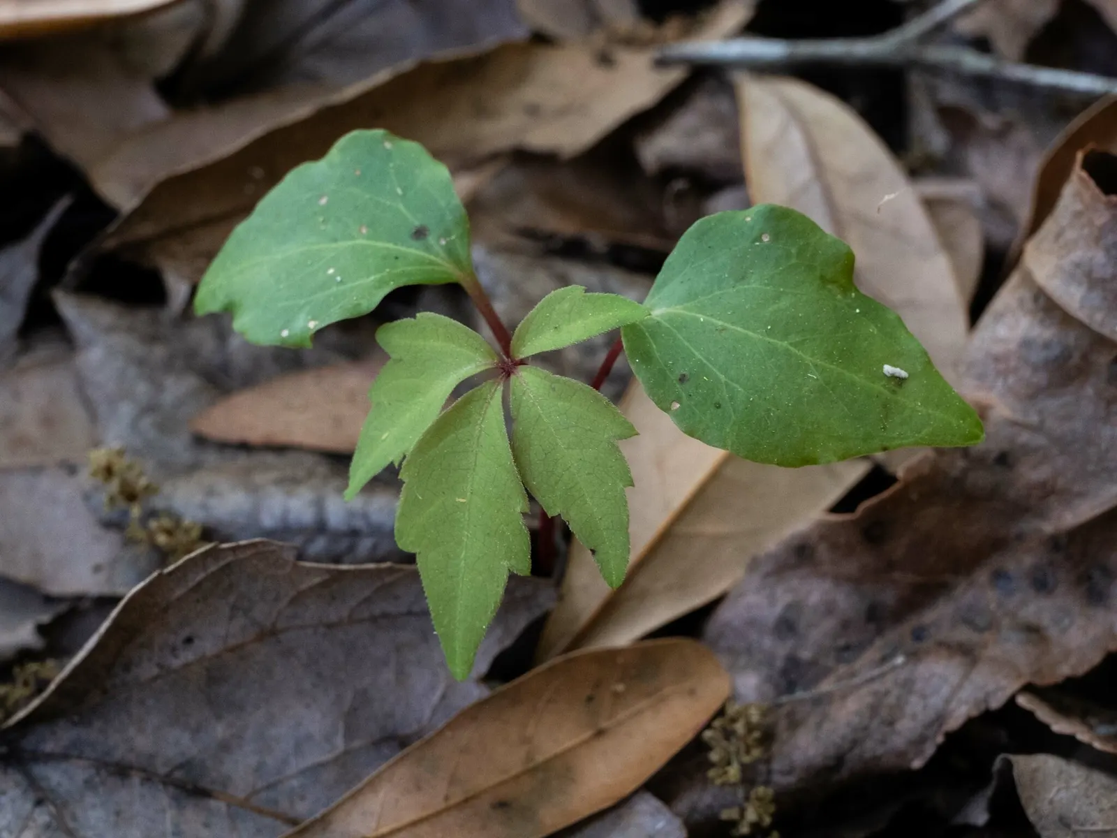 Virginia Creeper (Parthenocissus Quinquefolia) — incorporate this vine as a cover for trellises; ground cover / vine for full or half or shade, image 97