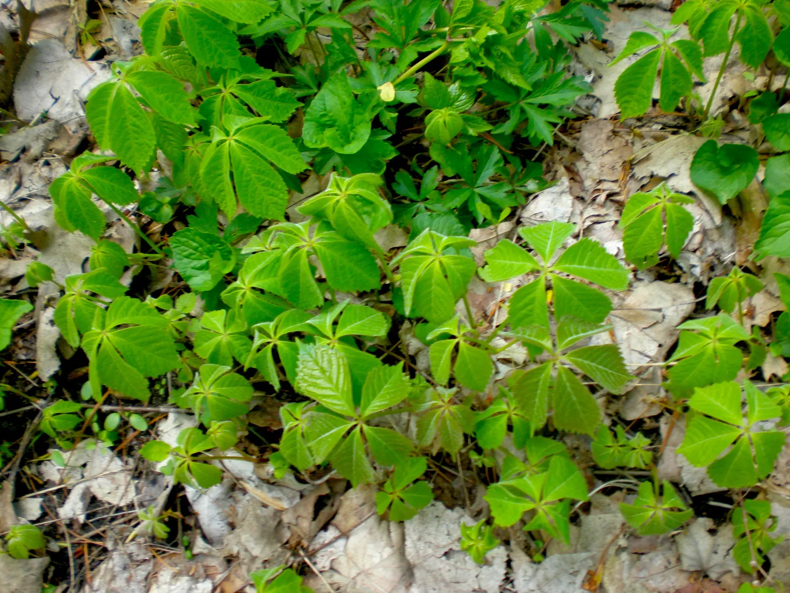 Virginia Creeper (Parthenocissus Quinquefolia) — green and white flowers in the garden; perfect for adding a touch of wilderness to any garden, image 76
