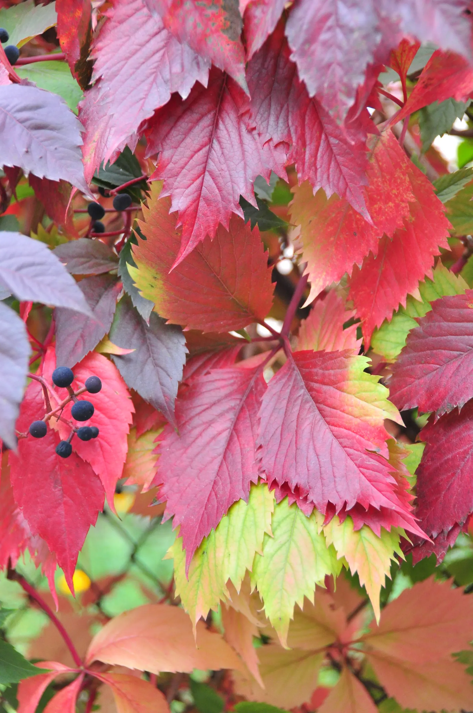 Virginia Creeper (Parthenocissus Quinquefolia) — emerge a glossy green in spring and mature to a beautiful display of reds