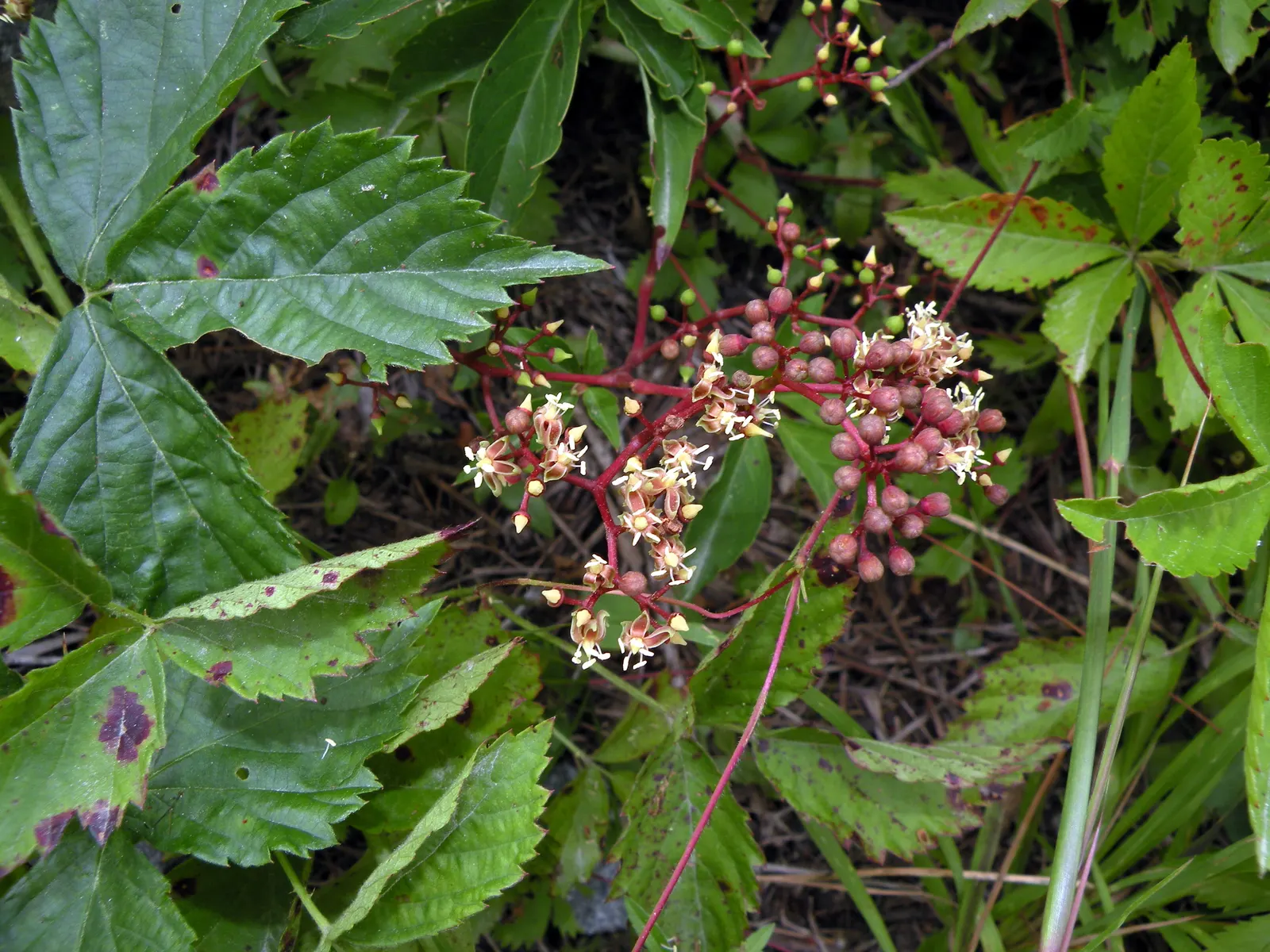 Virginia Creeper (Parthenocissus Quinquefolia) — scientifically known as Parthenocissus quinquefolia; or even as a ground cover to control erosion, image 59
