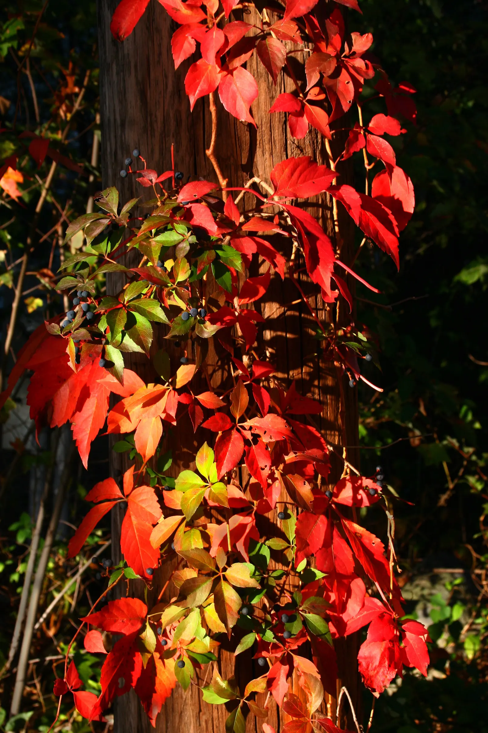 Virginia Creeper (Parthenocissus Quinquefolia) — providing a lush green in summer and vivid red in autumn; emerge a glossy green in spring and, image 58