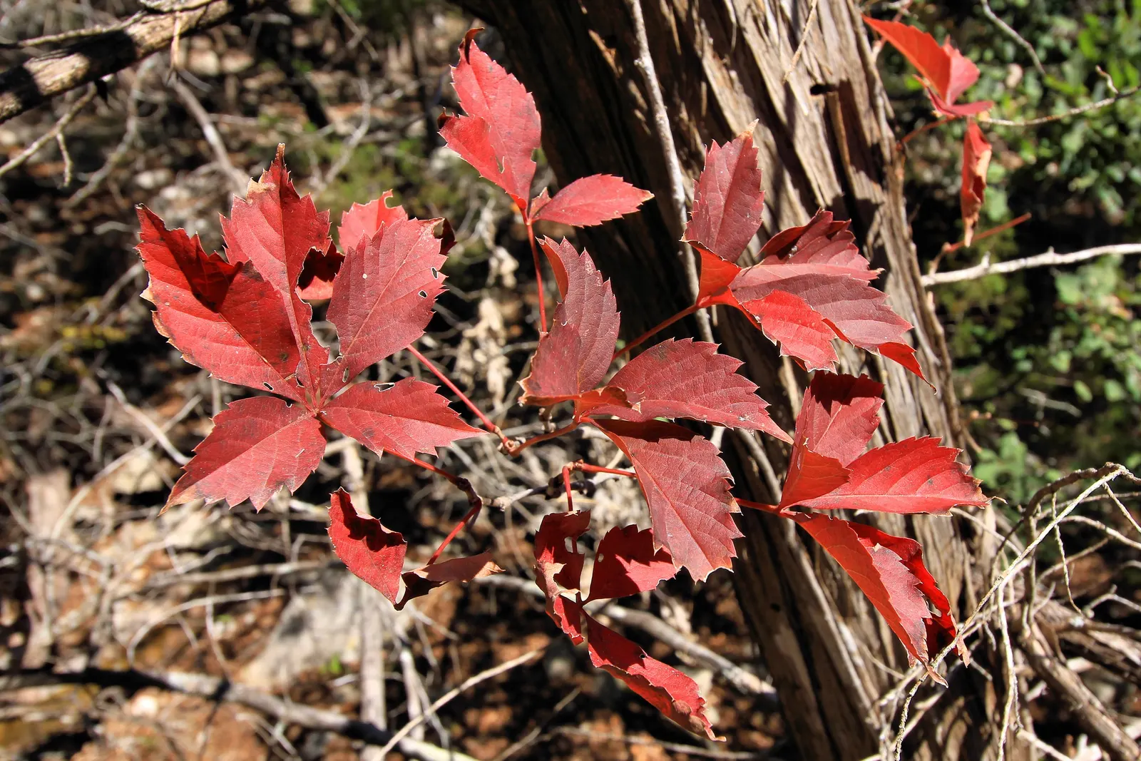 Virginia Creeper (Parthenocissus Quinquefolia) — scientifically known as Parthenocissus quinquefolia; or even as a ground cover to control erosion, image 111