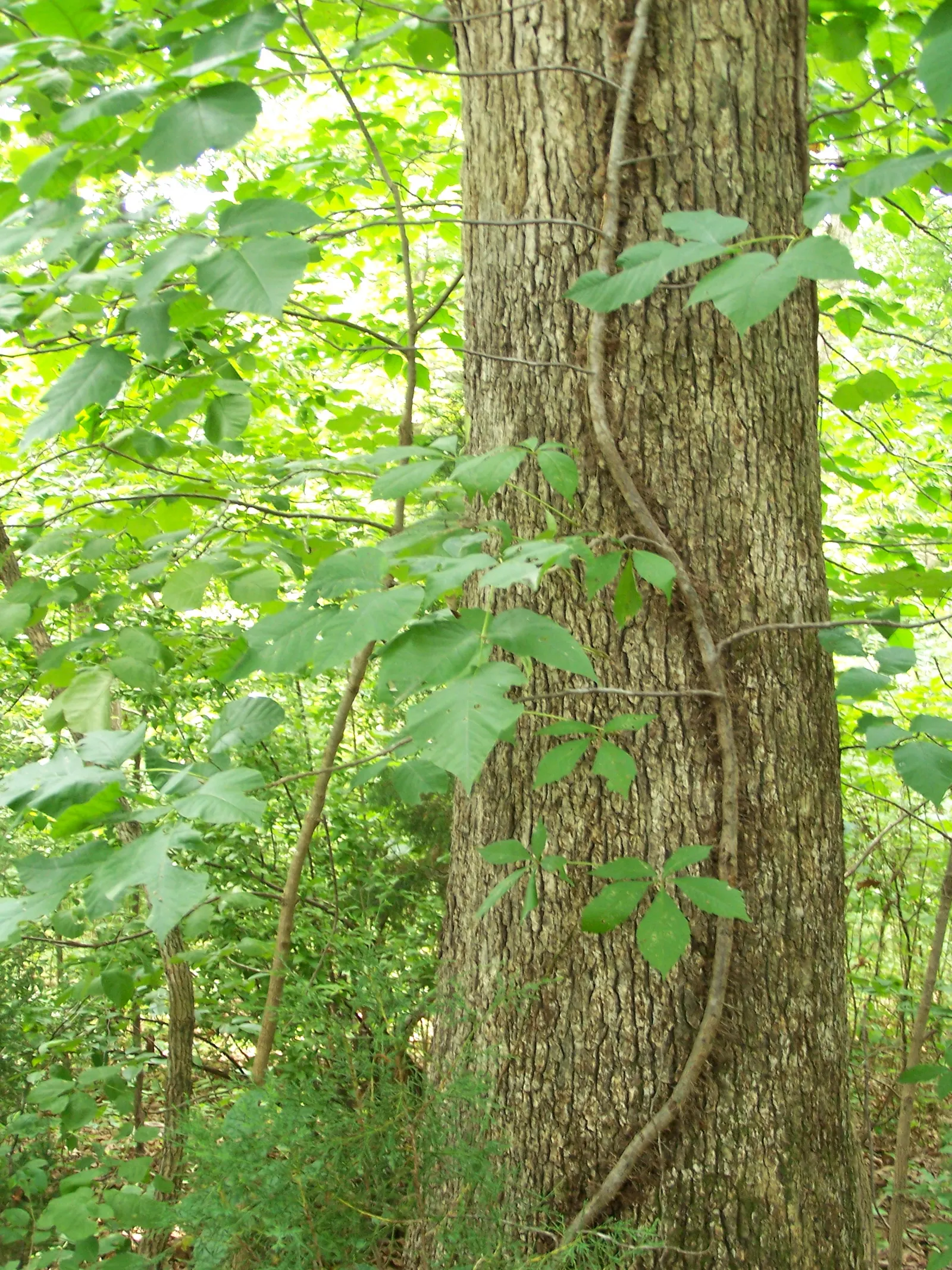 Virginia Creeper (Parthenocissus Quinquefolia) — Adaptable to various soils, it thrives in full sun to shade; ground cover / vine with green and white blooms