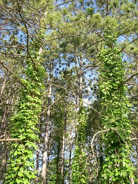 Virginia Creeper (Parthenocissus Quinquefolia) — It flaunts palmate leaves with five leaflets and turns a striking red in fall; this vine can reach, image 54