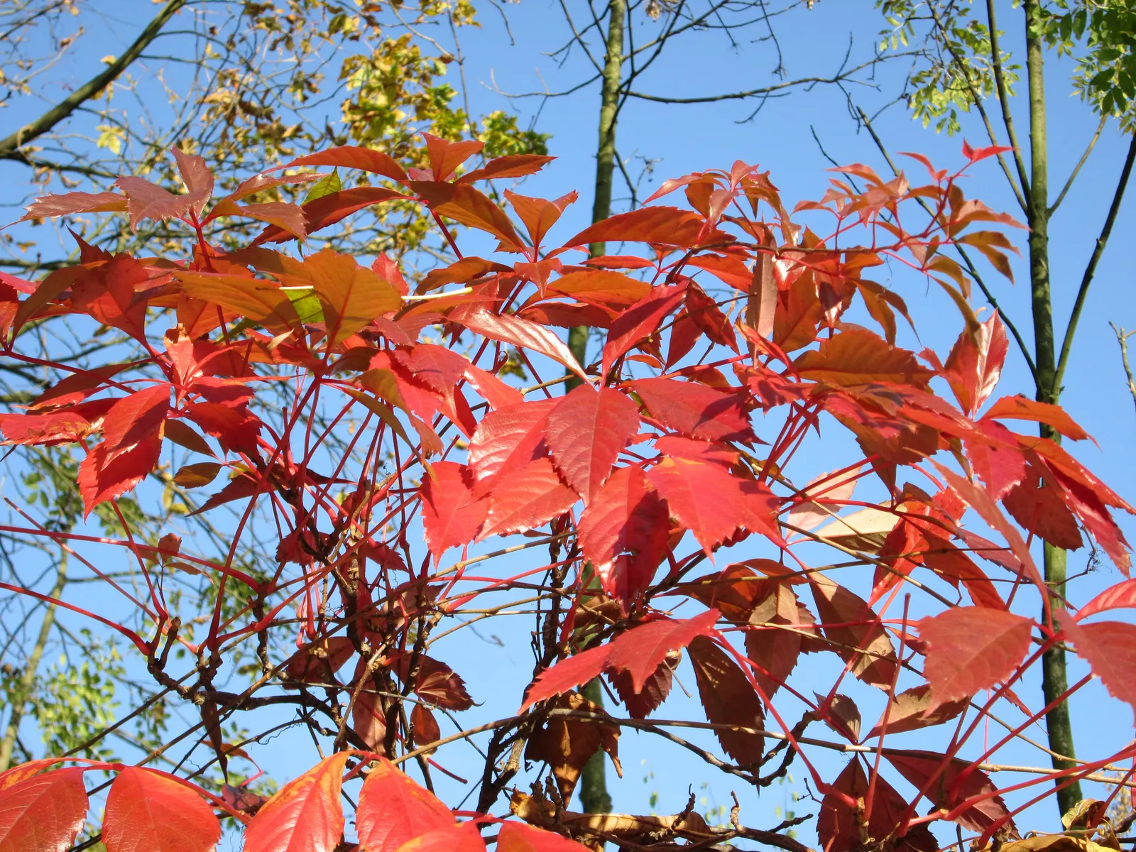 Virginia Creeper (Parthenocissus Quinquefolia) — Virginia Creeper (Parthenocissus quinquefolia) is a vigorous deciduous vine, rapidly growing up to, image 27