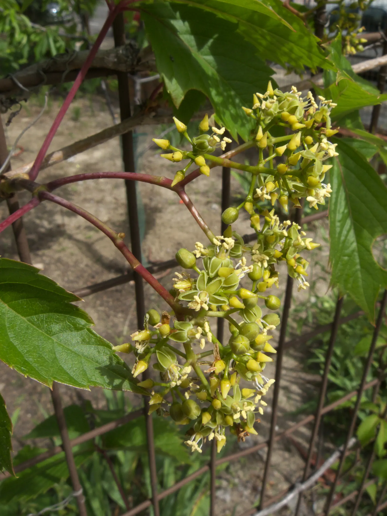 Virginia Creeper (Parthenocissus Quinquefolia) — scientifically known as Parthenocissus quinquefolia; or even as a ground cover to control erosion