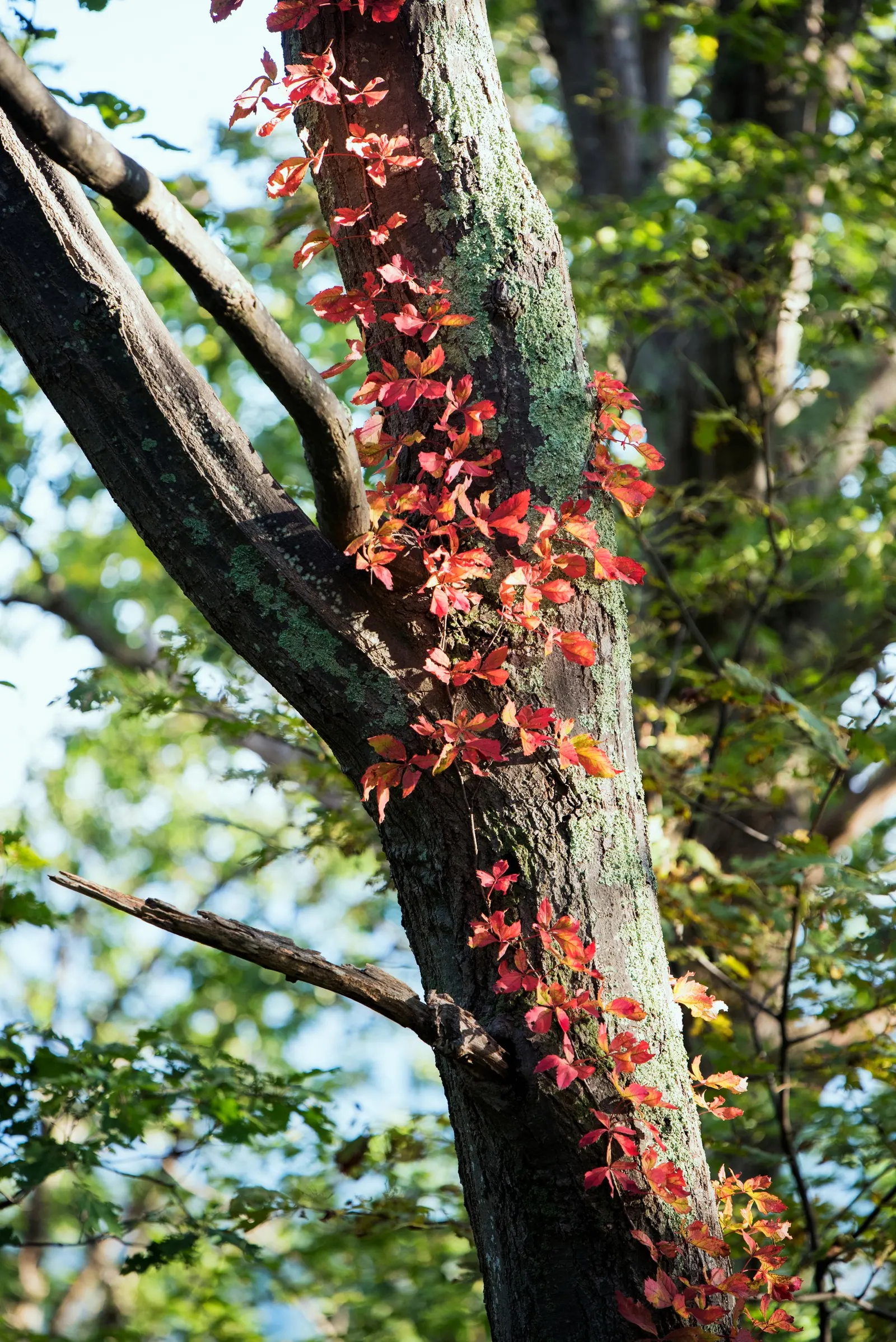 Virginia Creeper (Parthenocissus Quinquefolia) — Perfect for adding a touch of wilderness to any garden; is a versatile and hardy deciduous vine native to