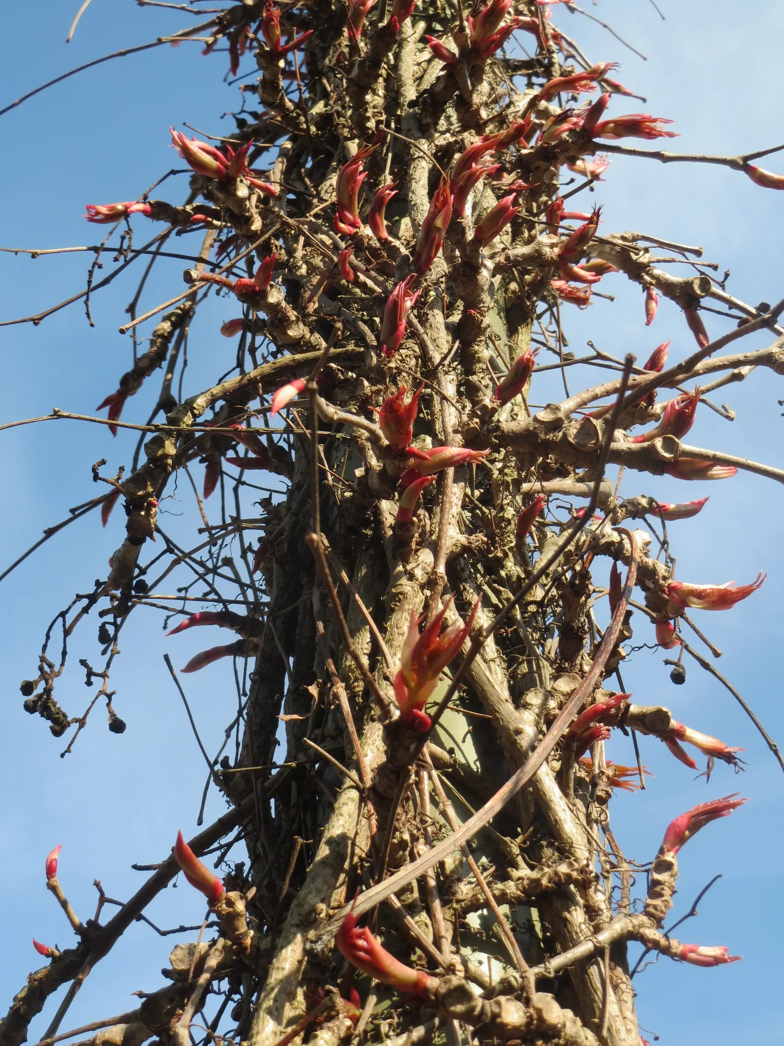 Virginia Creeper (Parthenocissus Quinquefolia) — tiny greenish flowers in the summer give way to dark blue to black berries