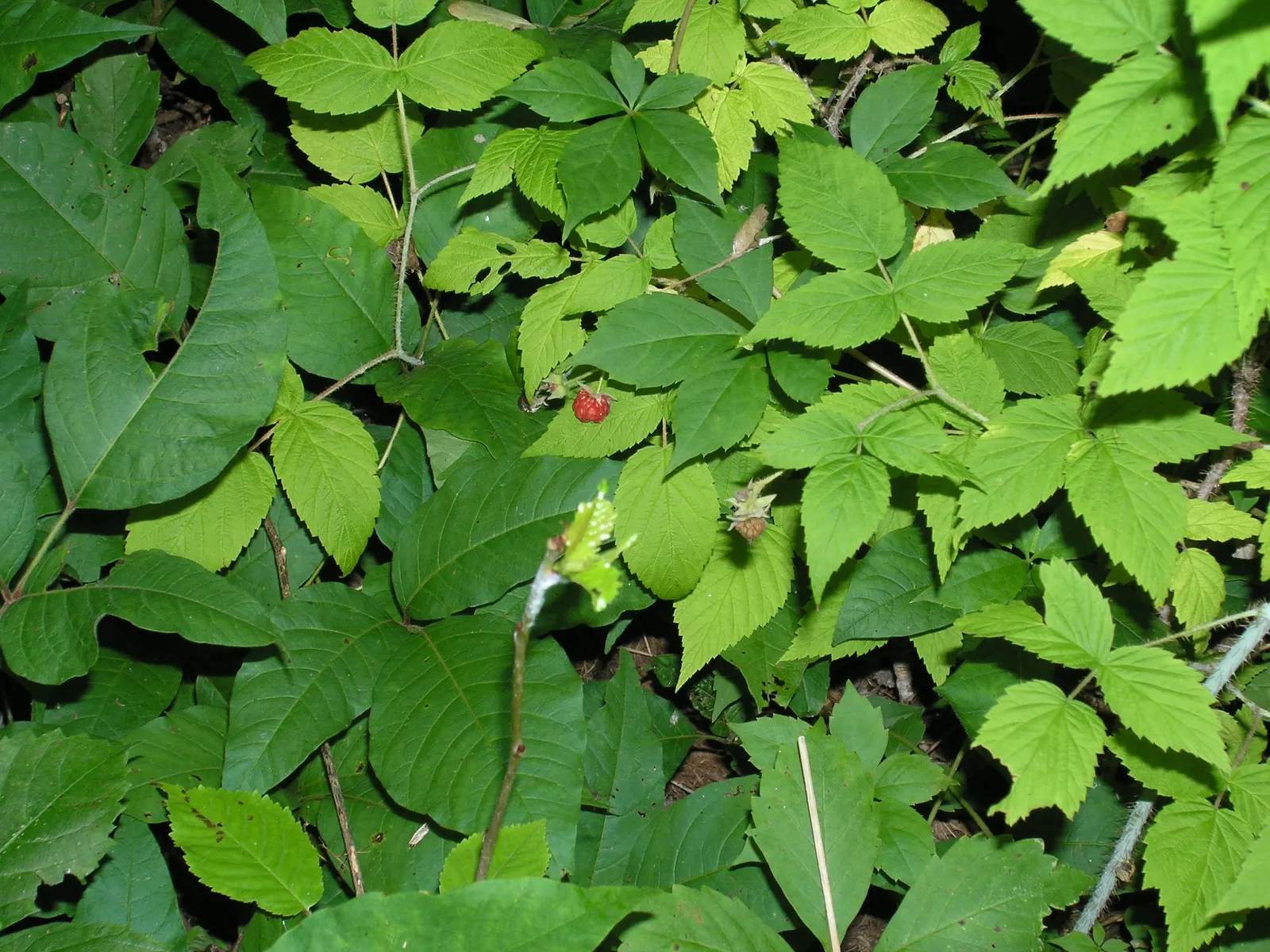 Virginia Creeper (Parthenocissus Quinquefolia) — tiny greenish flowers in the summer give way to dark blue to black berries; offering seasonal interest to your