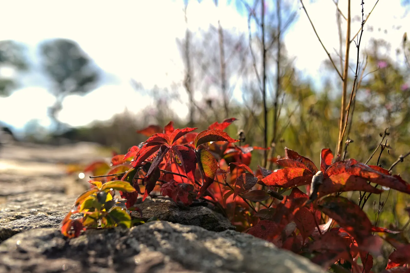 Virginia Creeper (Parthenocissus Quinquefolia) — ground cover / vine with green and white blooms; and is quite drought-resistant once established, image 103
