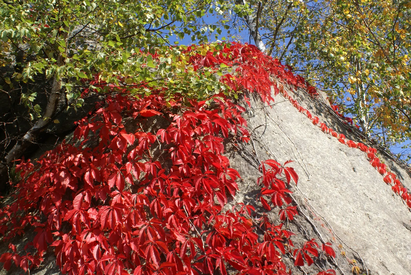Virginia Creeper (Parthenocissus Quinquefolia) — Virginia Creeper (Parthenocissus quinquefolia) is a vigorous deciduous vine, rapidly growing up to 30-50 feet