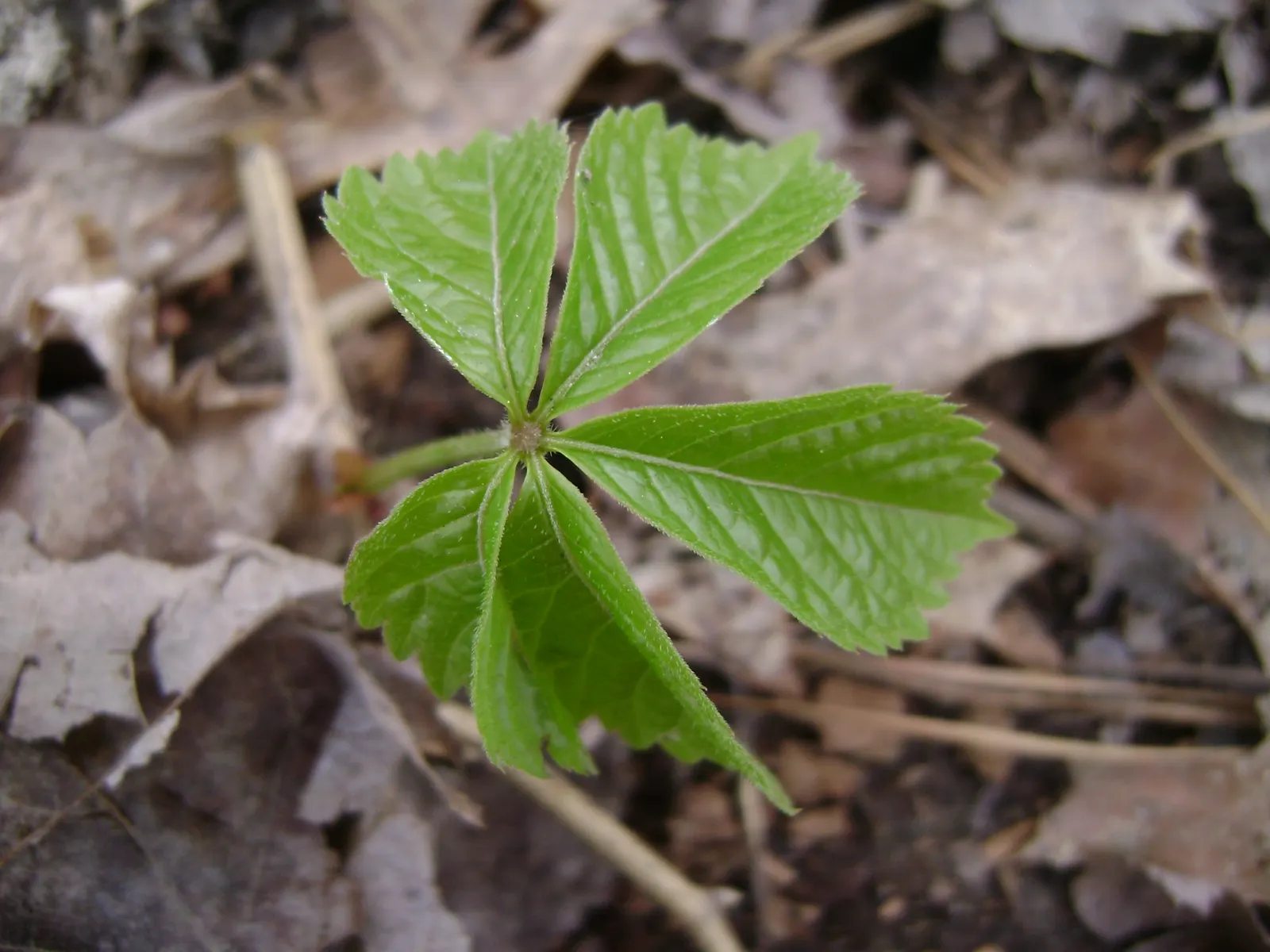 Virginia Creeper (Parthenocissus Quinquefolia) — ground cover / vine for full or half or shade; adding ecological value to your garden, image 104