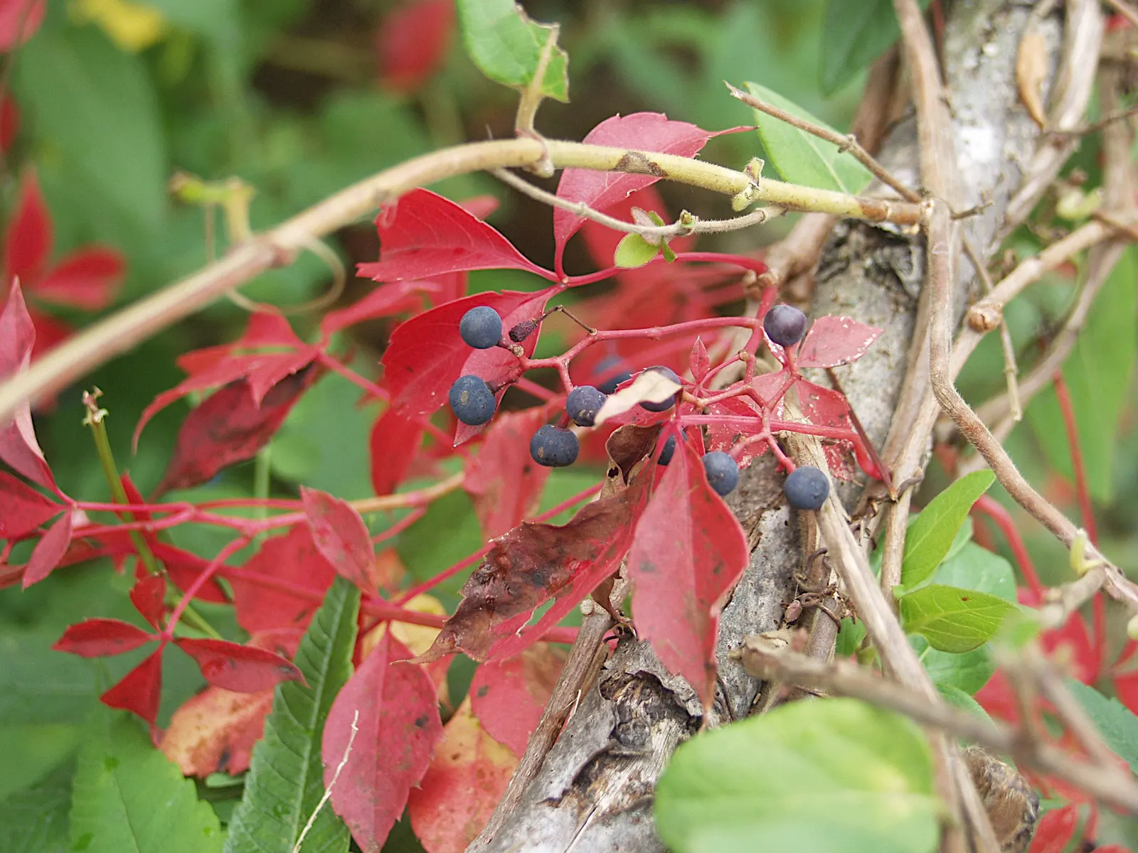 Virginia Creeper (Parthenocissus Quinquefolia) — which are not edible for humans but are cherished by birds; tiny greenish flowers in the summer, image 74