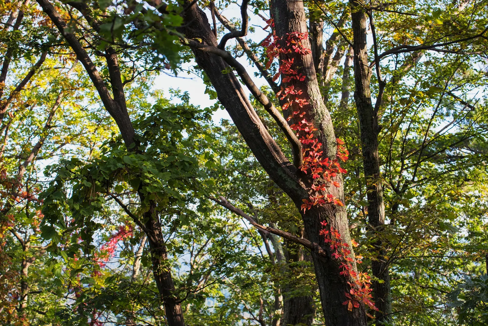 Virginia Creeper (Parthenocissus Quinquefolia) — Its suction-cup-like tendrils make it ideal for covering walls or trellises