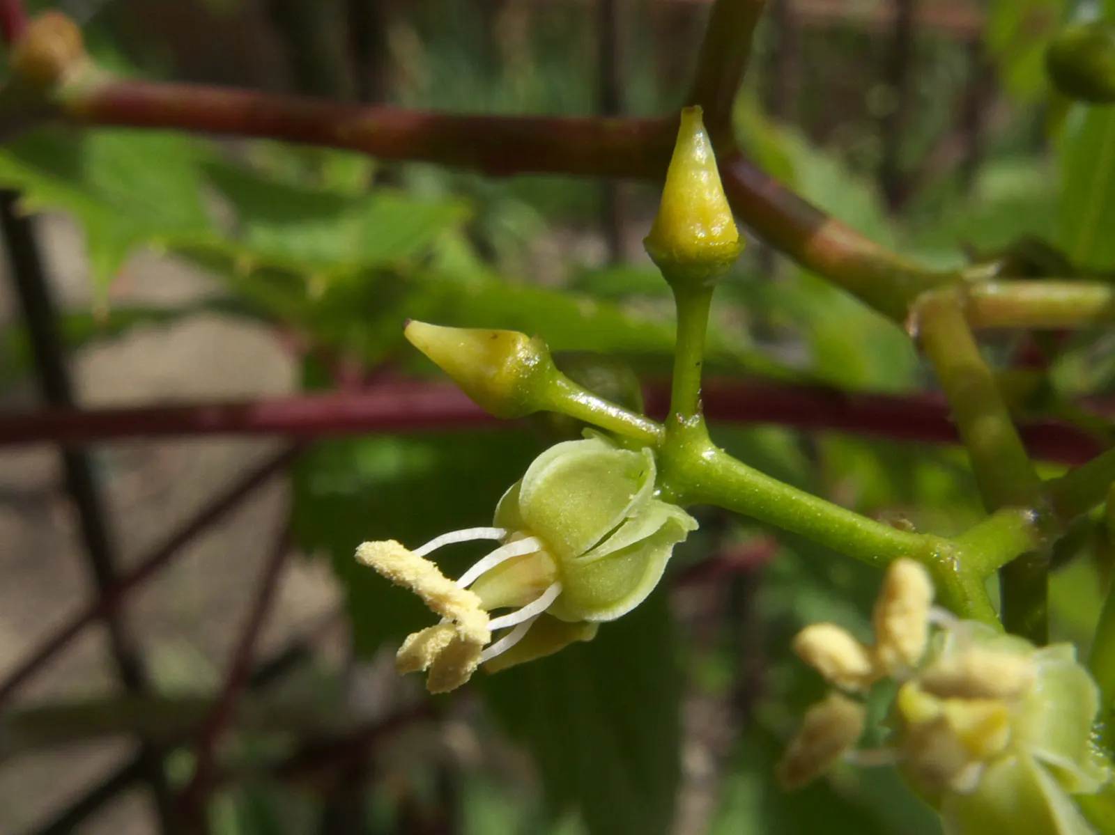 Virginia Creeper (Parthenocissus Quinquefolia) — is tolerant of a range of soil types; green and white flowers in the garden