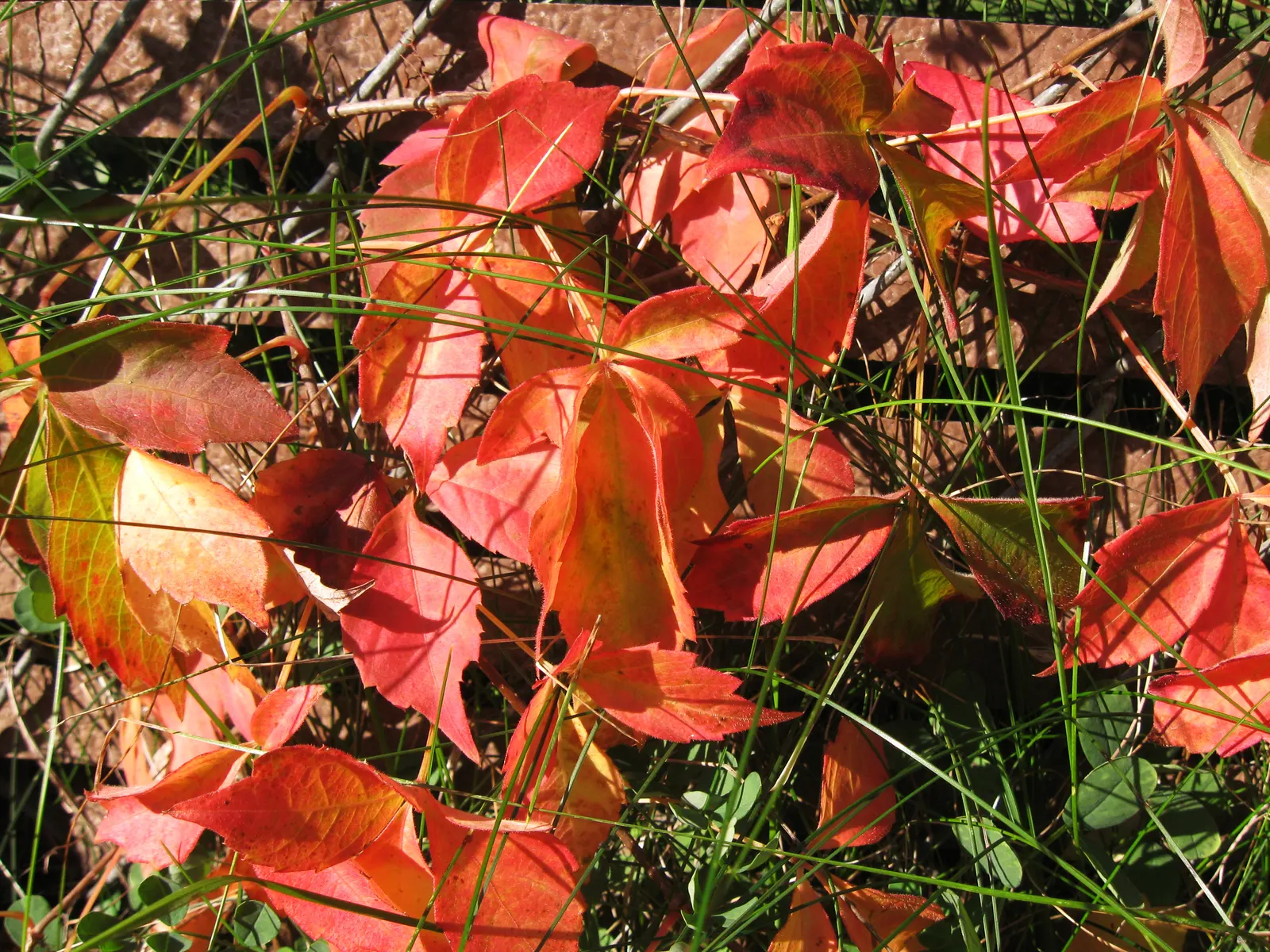 Virginia Creeper (Parthenocissus Quinquefolia) — ground cover / vine with green and white blooms; and is quite drought-resistant once established