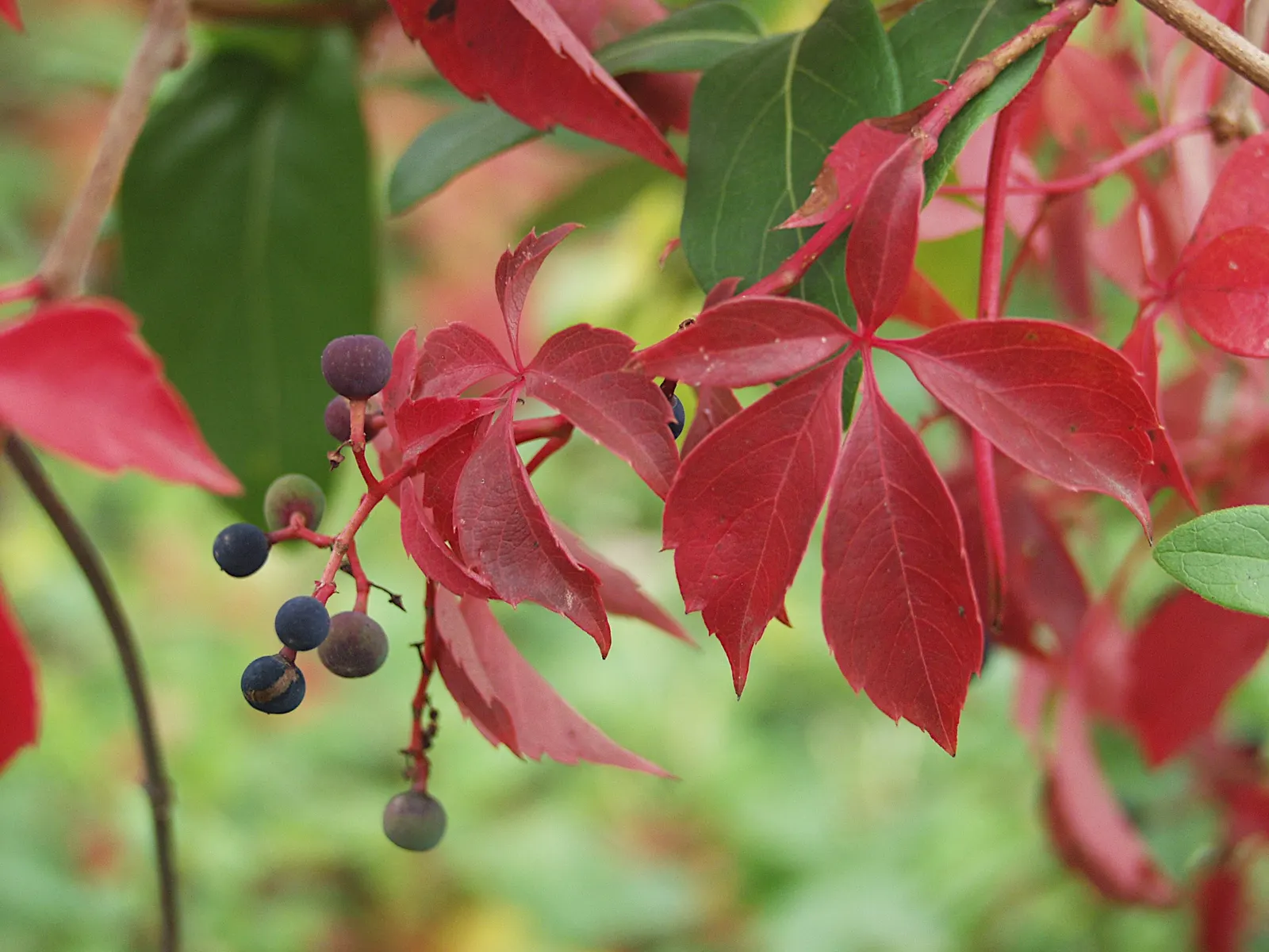 Virginia Creeper (Parthenocissus Quinquefolia) — is tolerant of a range of soil types; green and white flowers in the garden, image 67