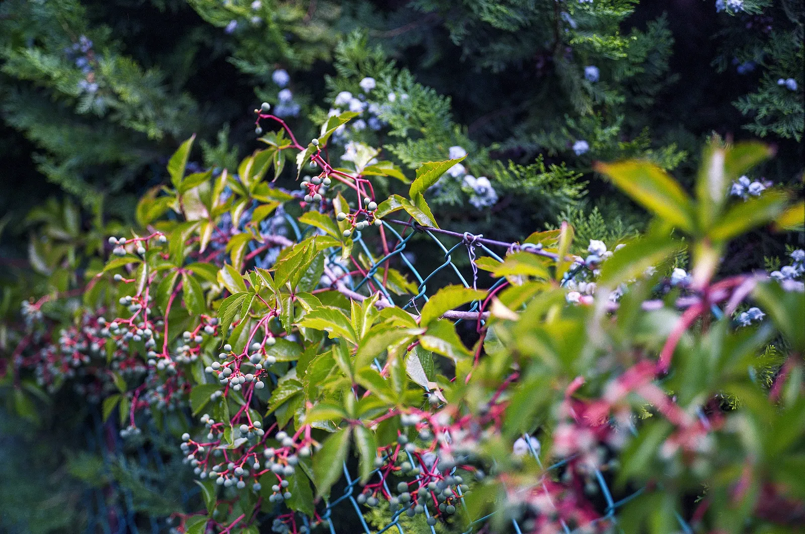 Virginia Creeper (Parthenocissus Quinquefolia) — Small, inconspicuous green flowers give way to bluish-black berries; so occasional pruning may be, image 55