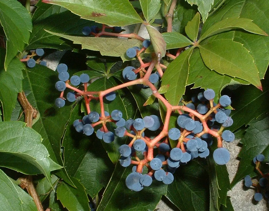 Virginia Creeper (Parthenocissus Quinquefolia) — or even as a ground cover to control erosion; scientifically known as Parthenocissus quinquefolia, image 72