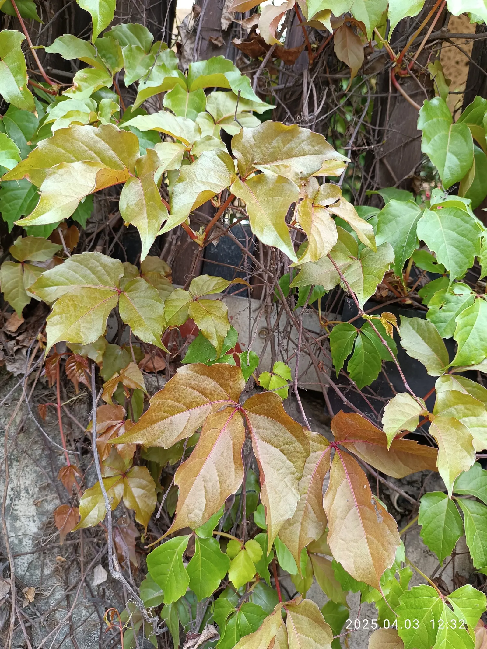 Virginia Creeper (Parthenocissus Quinquefolia) — ground cover / vine for full or half or shade