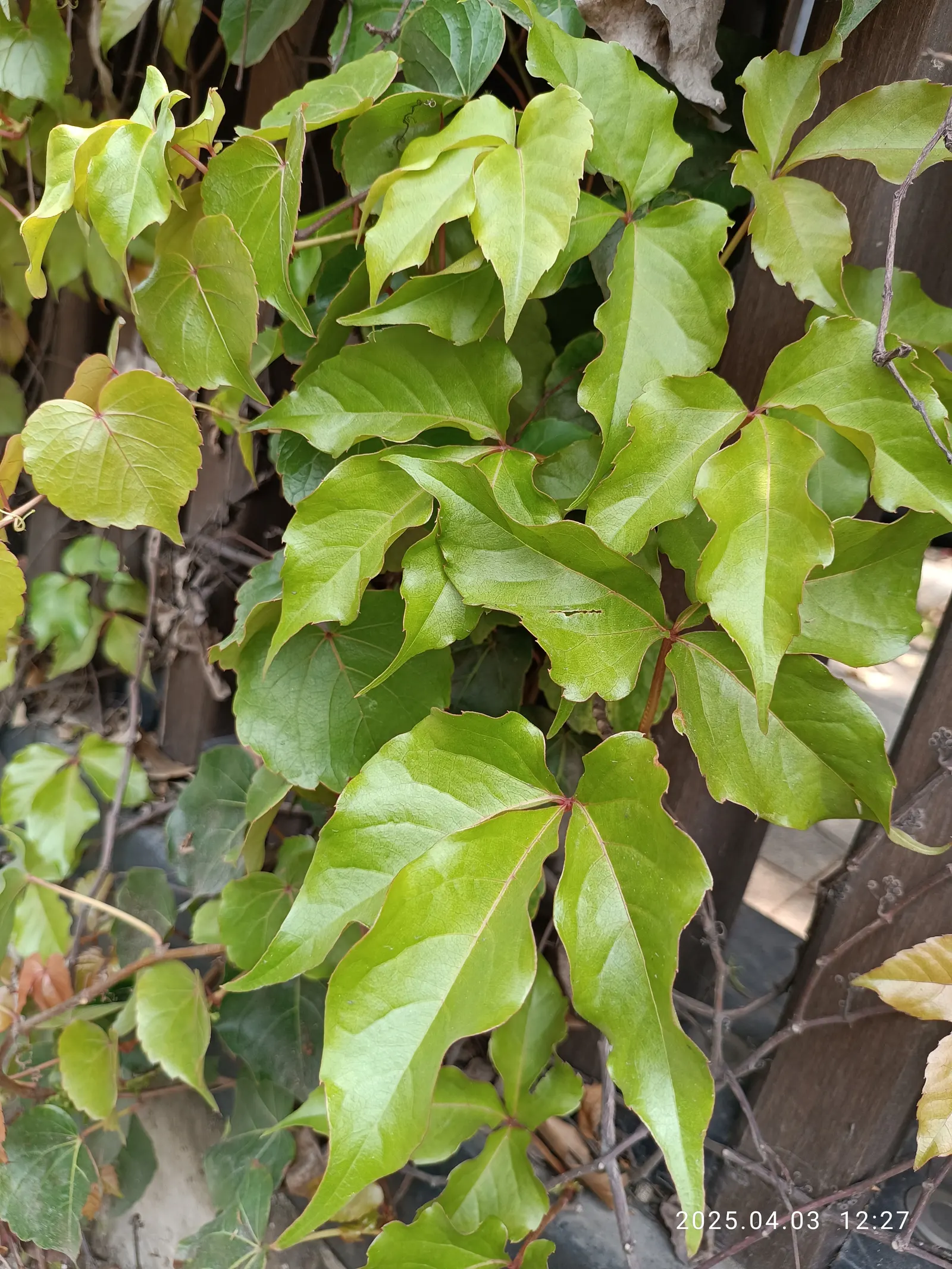 Virginia Creeper (Parthenocissus Quinquefolia) — incorporate this vine as a cover for trellises; ground cover / vine for full or half or shade