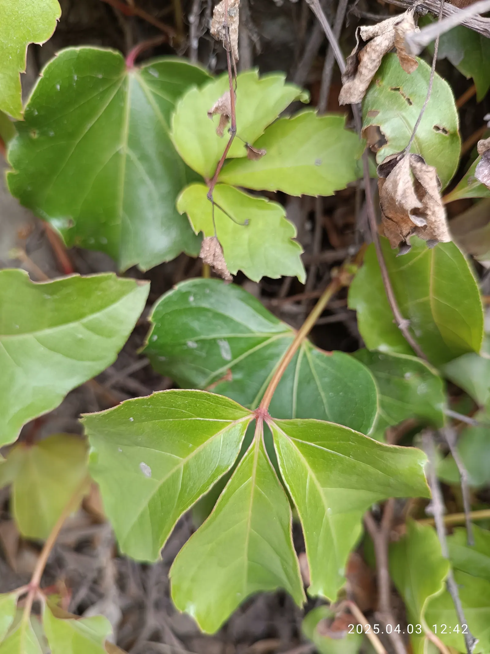 Virginia Creeper (Parthenocissus Quinquefolia) — Its suction-cup-like tendrils make it ideal for covering walls or trellises; providing a lush green in summer