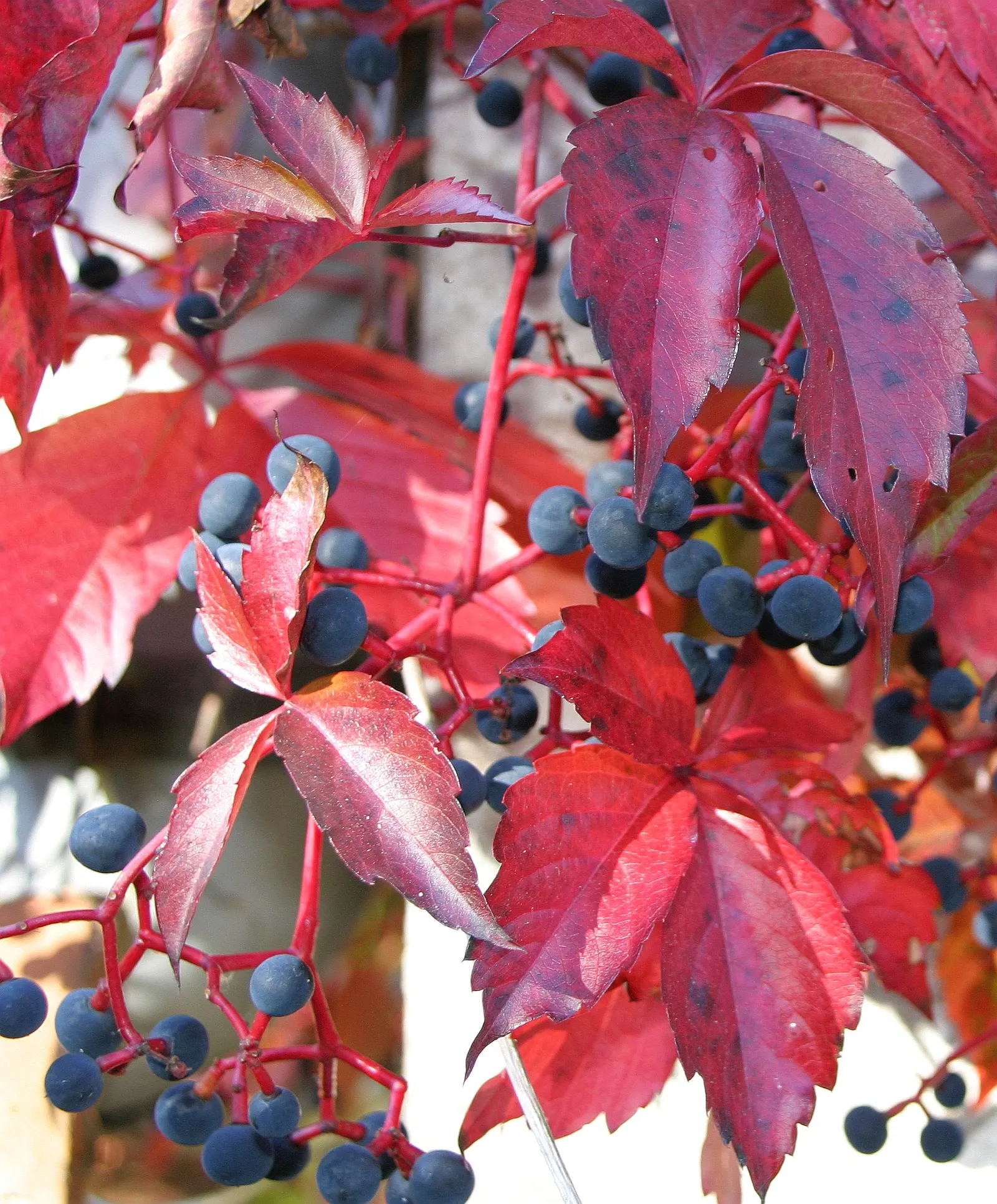 Virginia Creeper (Parthenocissus Quinquefolia) — which are not edible for humans but are cherished by birds