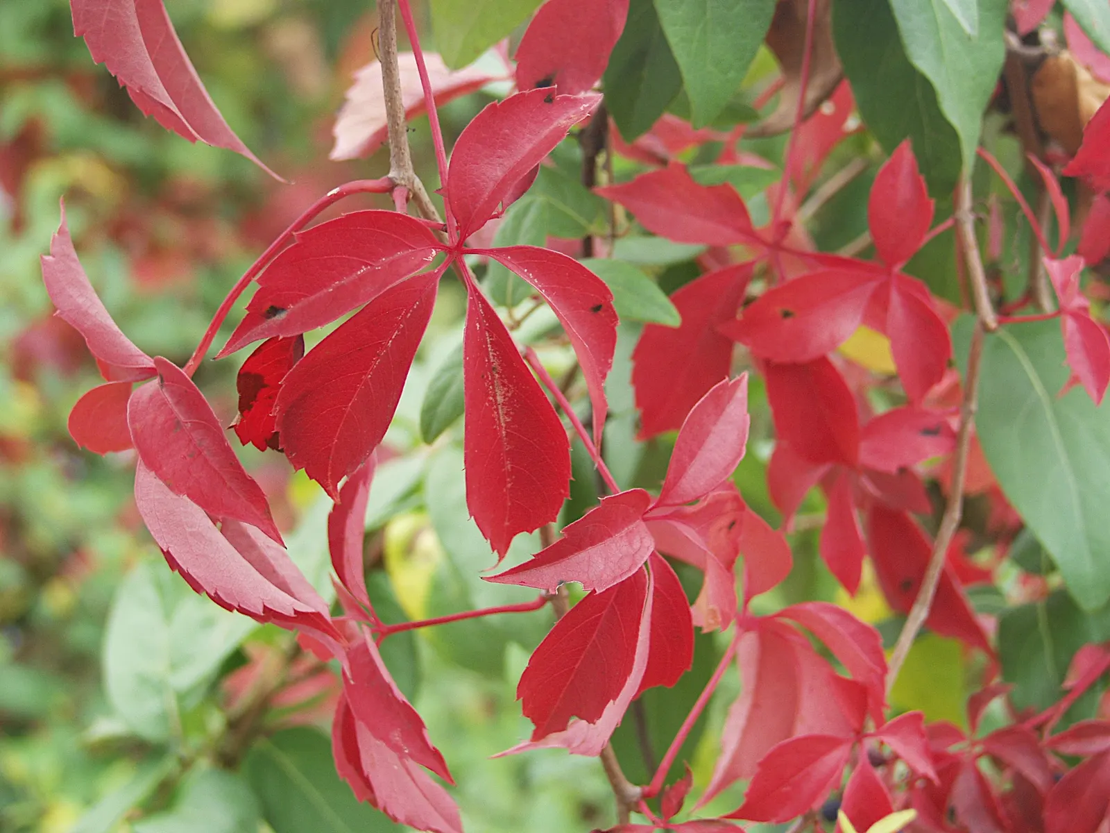 Virginia Creeper (Parthenocissus Quinquefolia) — Adaptable to various soils, it thrives in full sun to shade; ground cover / vine with green and, image 82