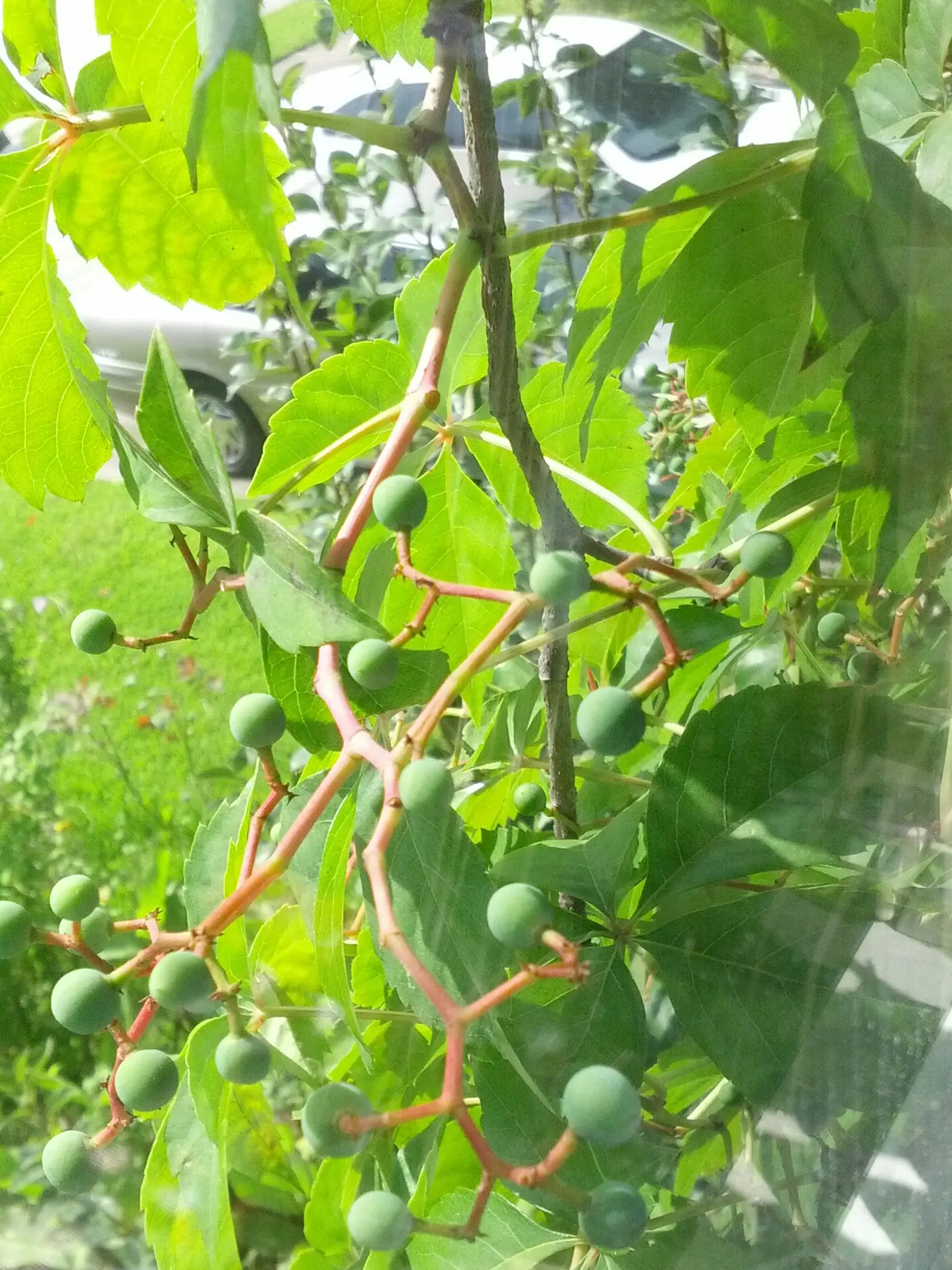 Virginia Creeper (Parthenocissus Quinquefolia) — Small, inconspicuous green flowers give way to bluish-black berries; so occasional pruning may be, image 81