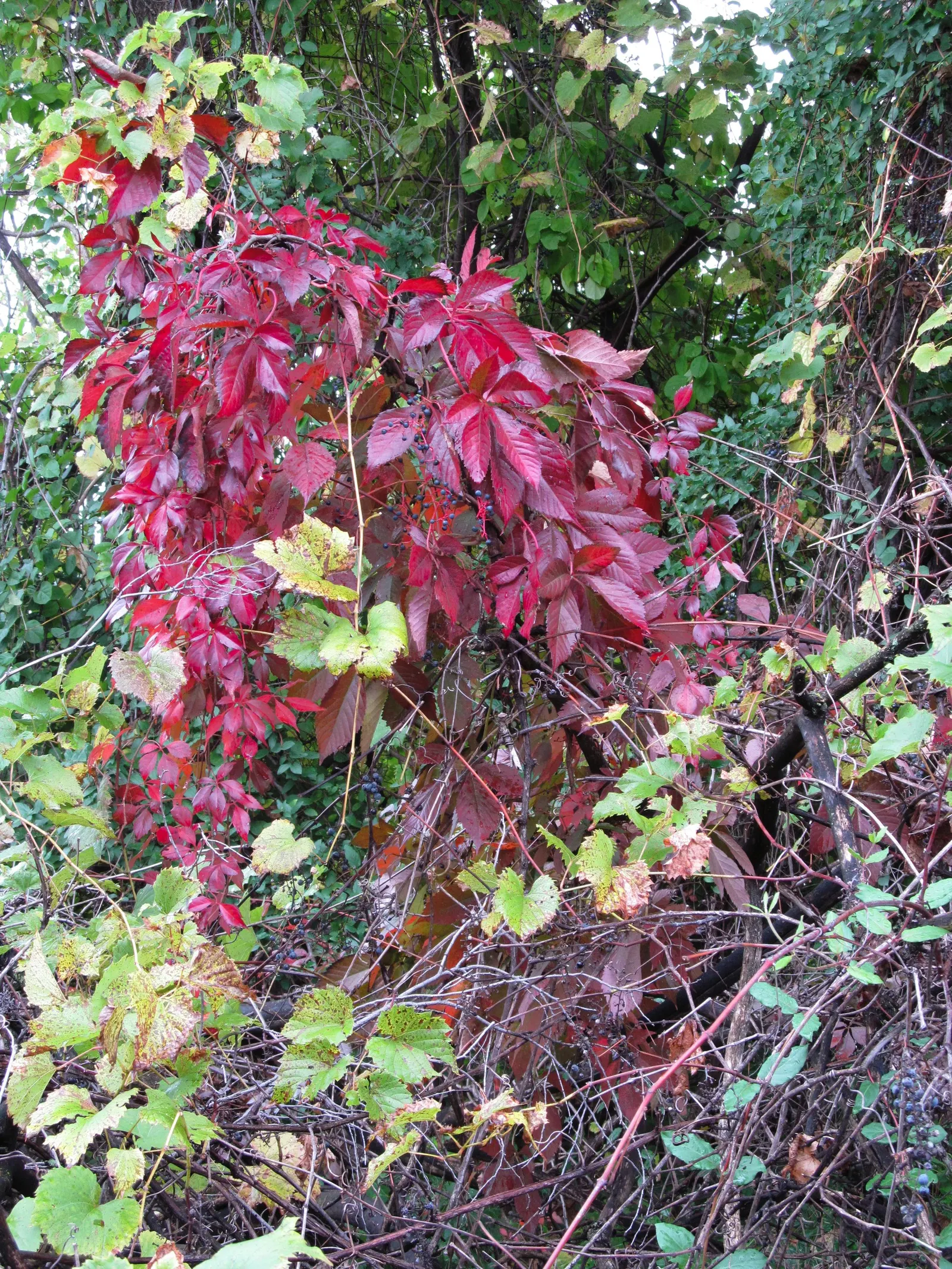 Virginia Creeper (Parthenocissus Quinquefolia) — or even as a ground cover to control erosion; scientifically known as Parthenocissus quinquefolia, image 98
