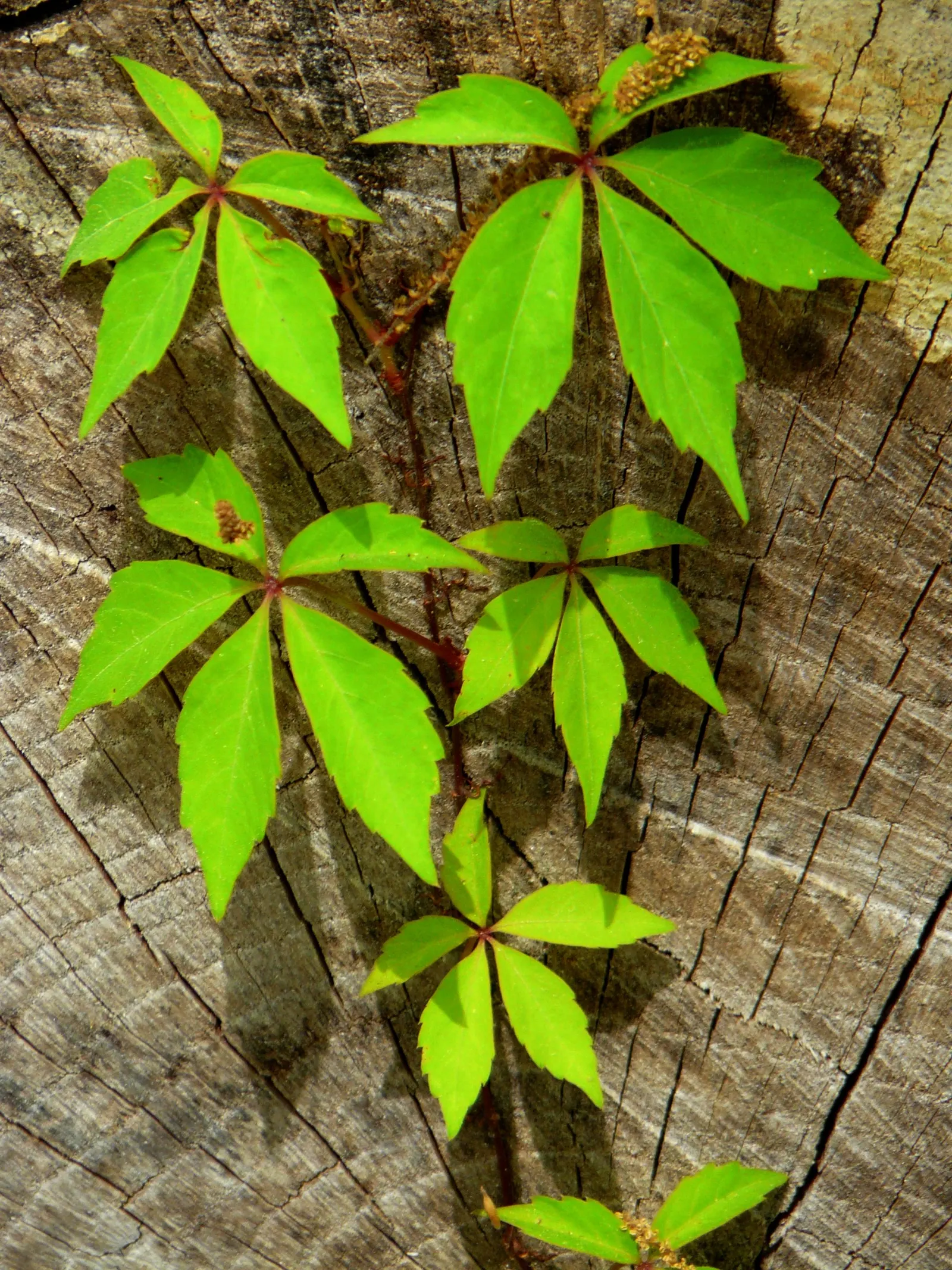 Virginia Creeper (Parthenocissus Quinquefolia) — Its suction-cup-like tendrils make it ideal for covering walls or trellises; providing a lush, image 83