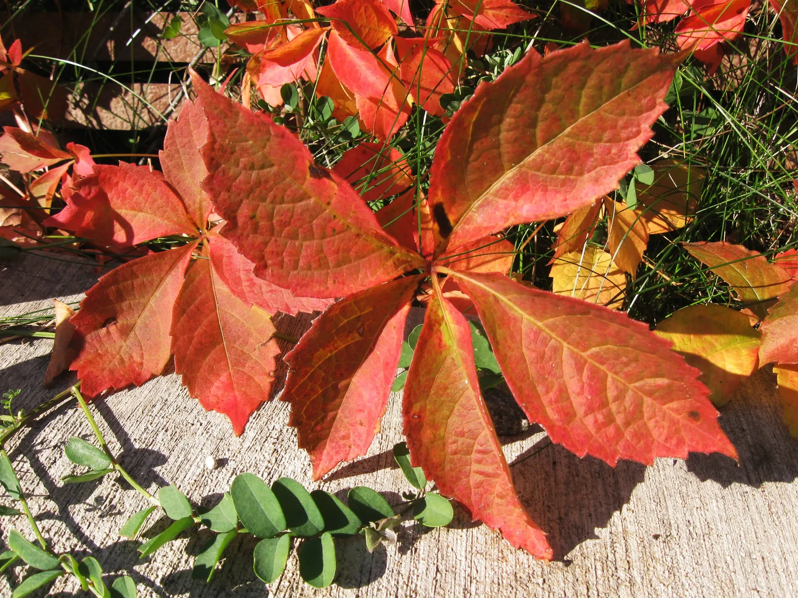 Virginia Creeper (Parthenocissus Quinquefolia) — Adaptable to various soils, it thrives in full sun to shade; ground cover / vine with green and, image 56
