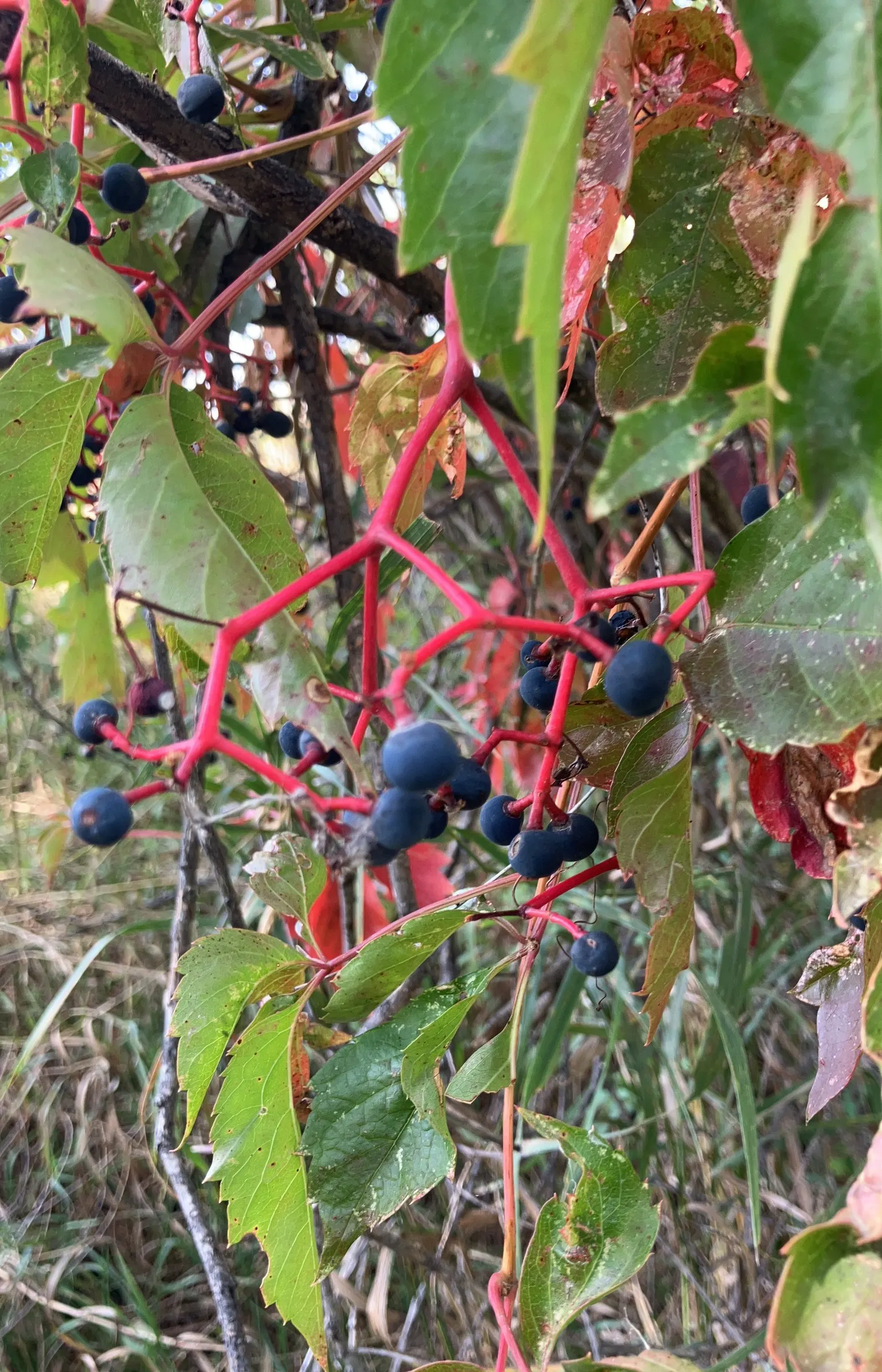 Virginia Creeper (Parthenocissus Quinquefolia) — adding ecological value to your garden; it flaunts palmate leaves with five leaflets and turns a, image 75