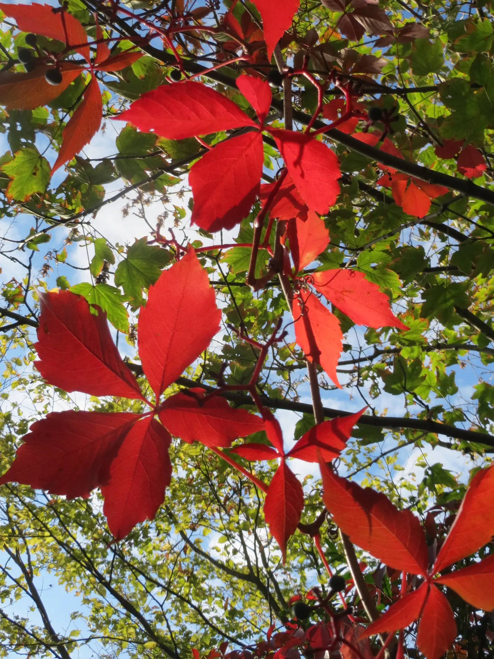 Virginia Creeper (Parthenocissus Quinquefolia) — that Virginia Creeper can become quite aggressive if left unchecked; each typically measuring 2 to, image 95