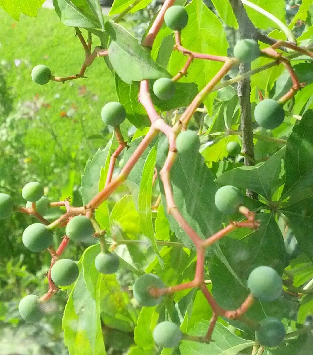 Virginia Creeper (Parthenocissus Quinquefolia) — this vine can reach impressive heights of up to 30 to 50 feet; which are not edible for humans but, image 89