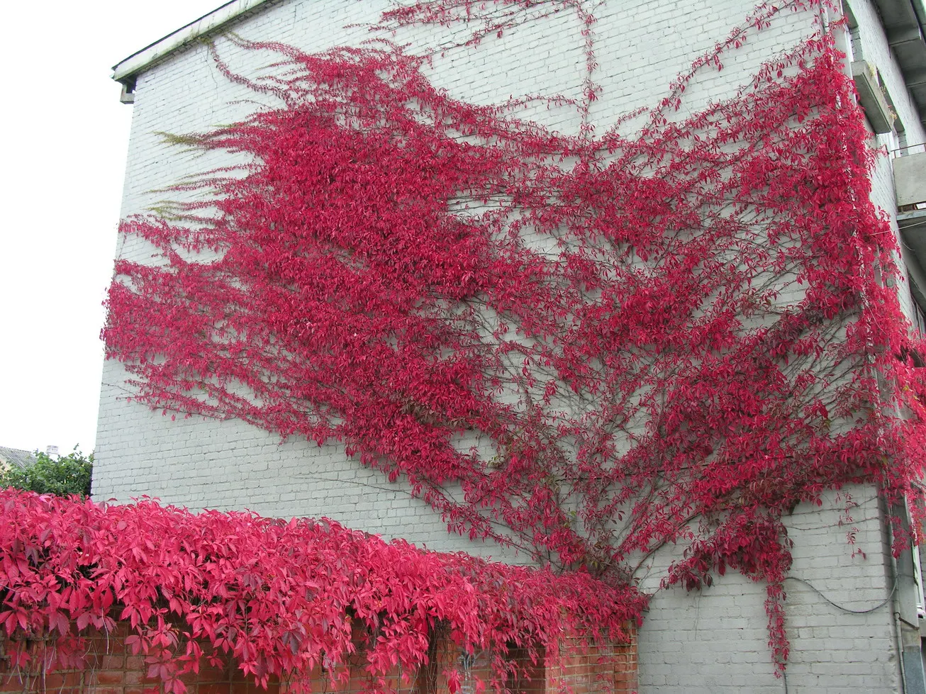 Virginia Creeper (Parthenocissus Quinquefolia) — is a versatile and hardy deciduous vine native to Eastern and Central North America