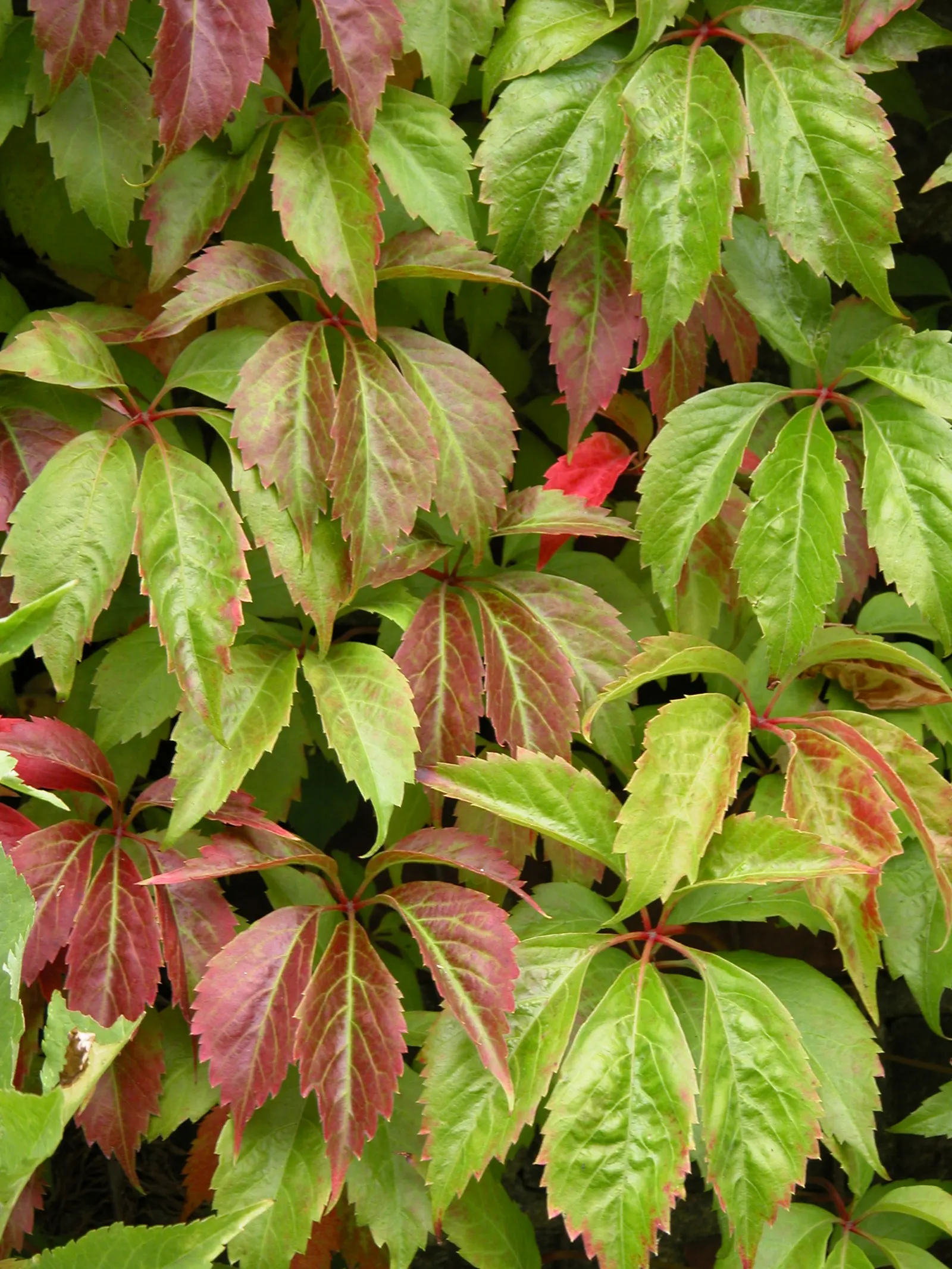 Virginia Creeper (Parthenocissus Quinquefolia) — It flaunts palmate leaves with five leaflets and turns a striking red in fall; this vine can reach, image 80